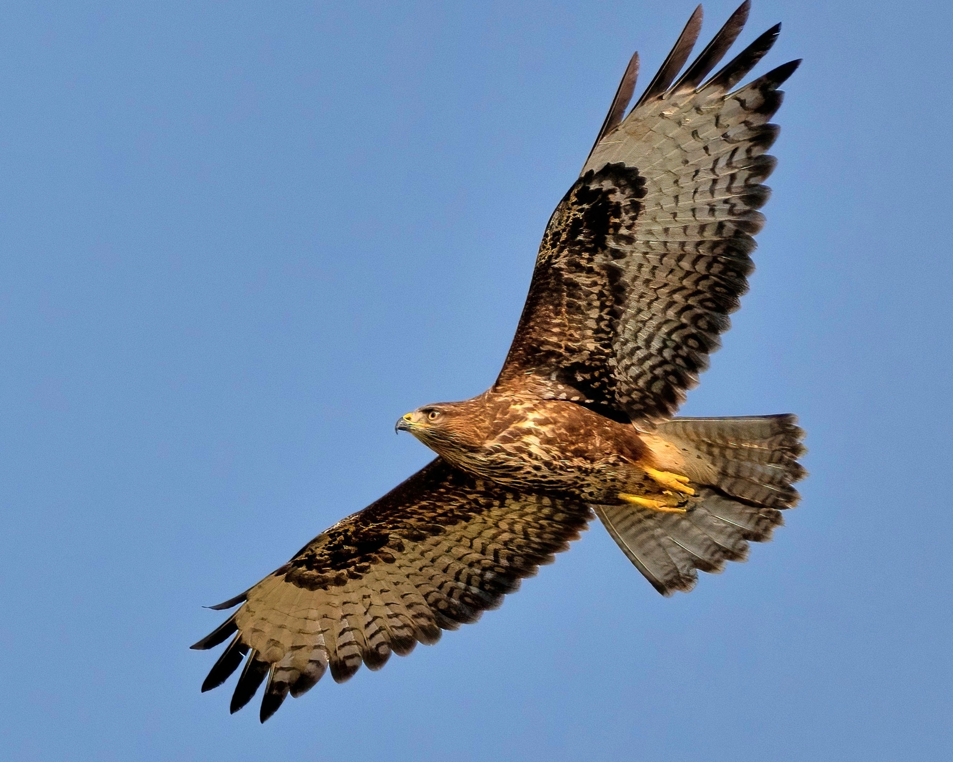 Poiana (Buteo buteo)