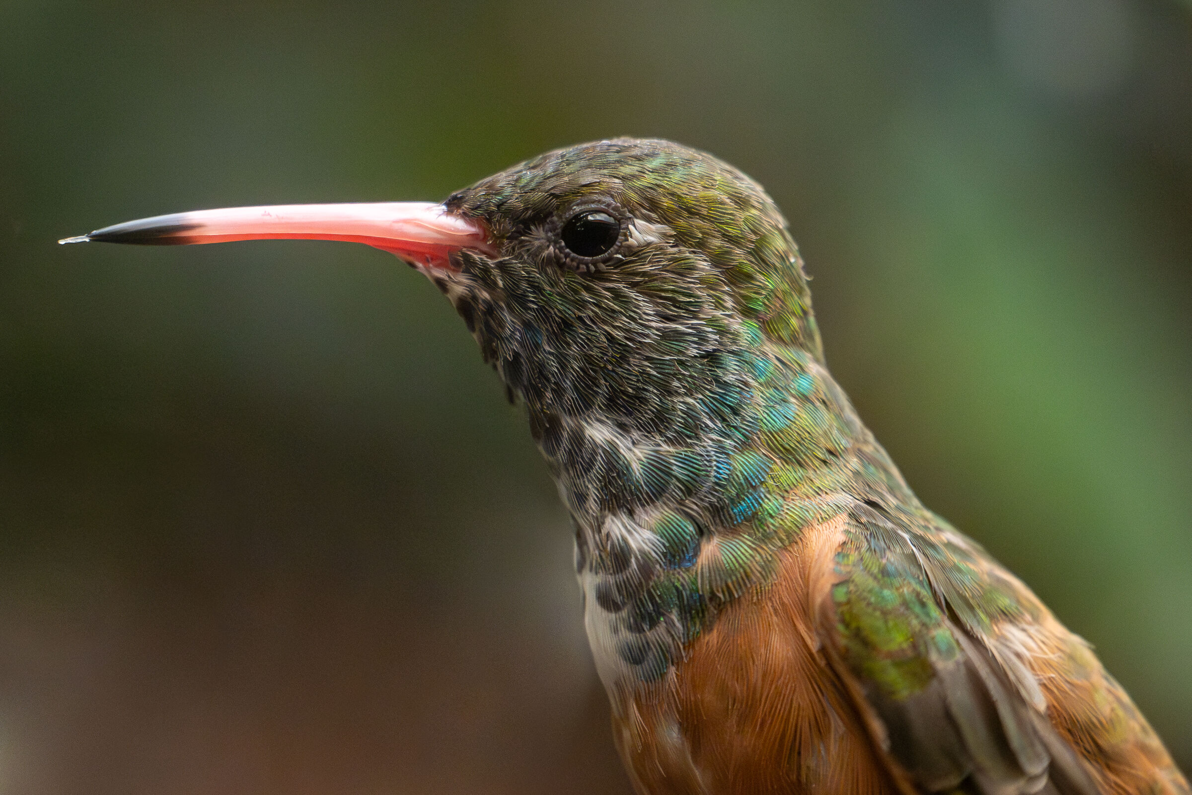 Hummingbird Portrait