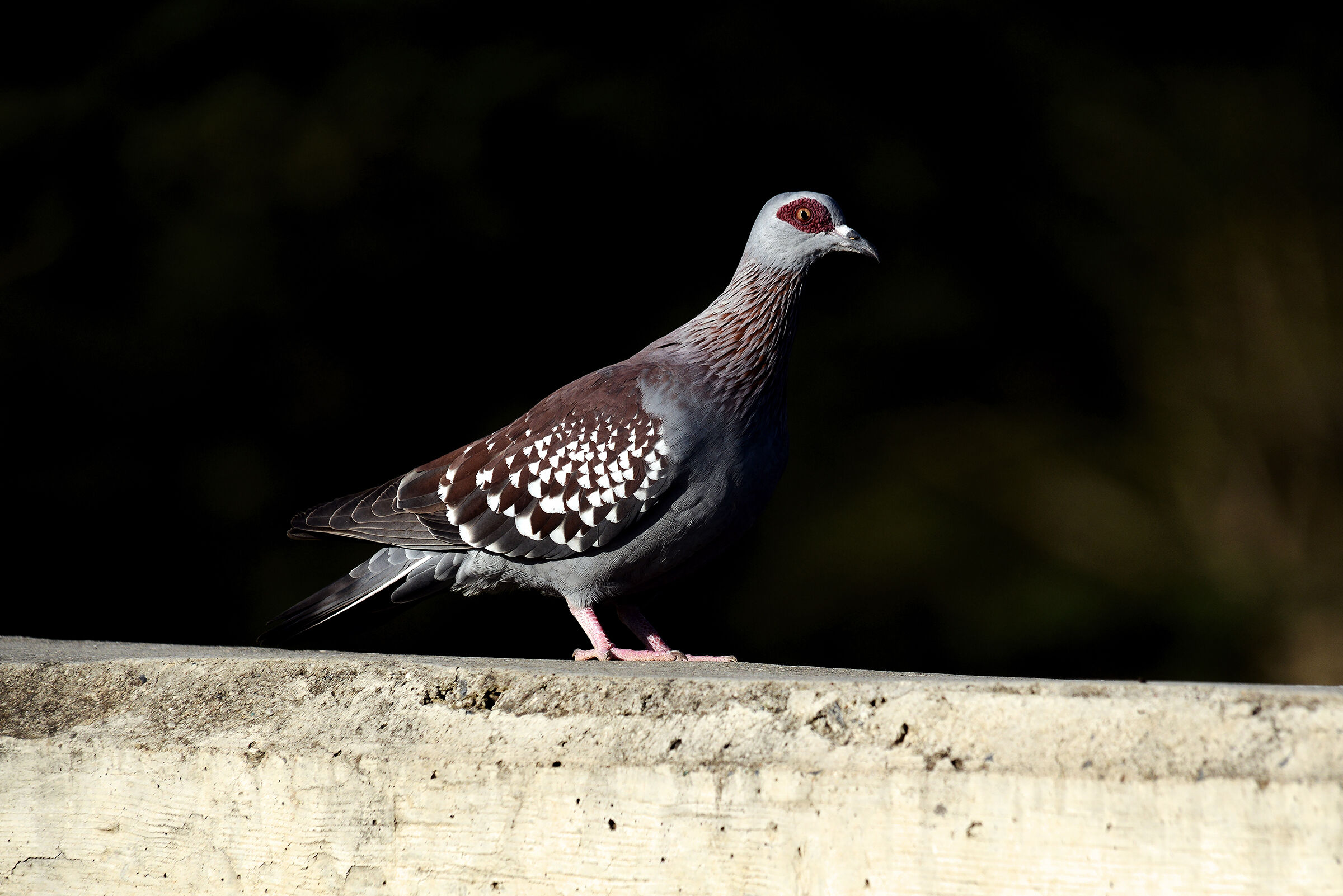 Colomba della Guinea - Columba guinea - Pigeon=Speckled