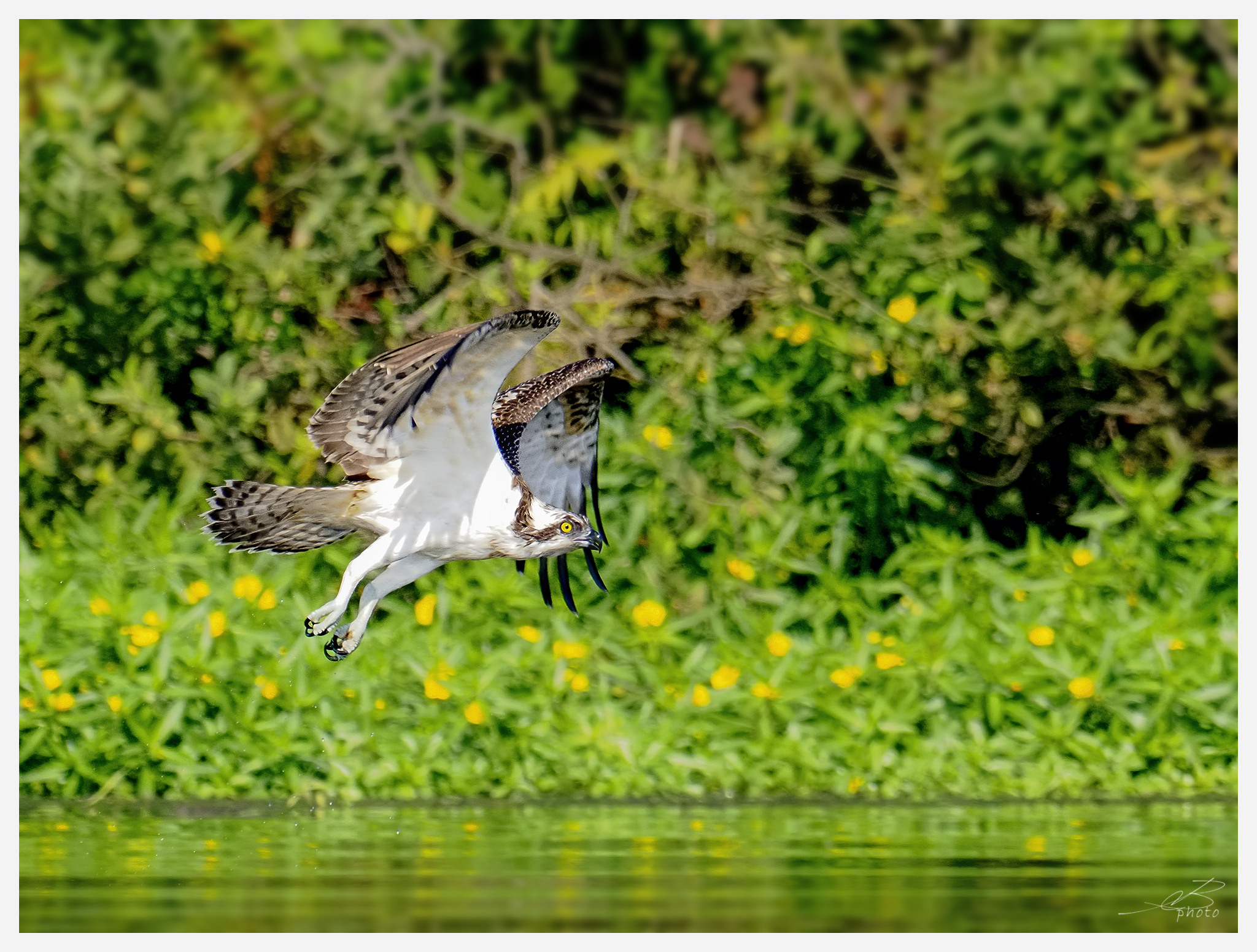 Osprey