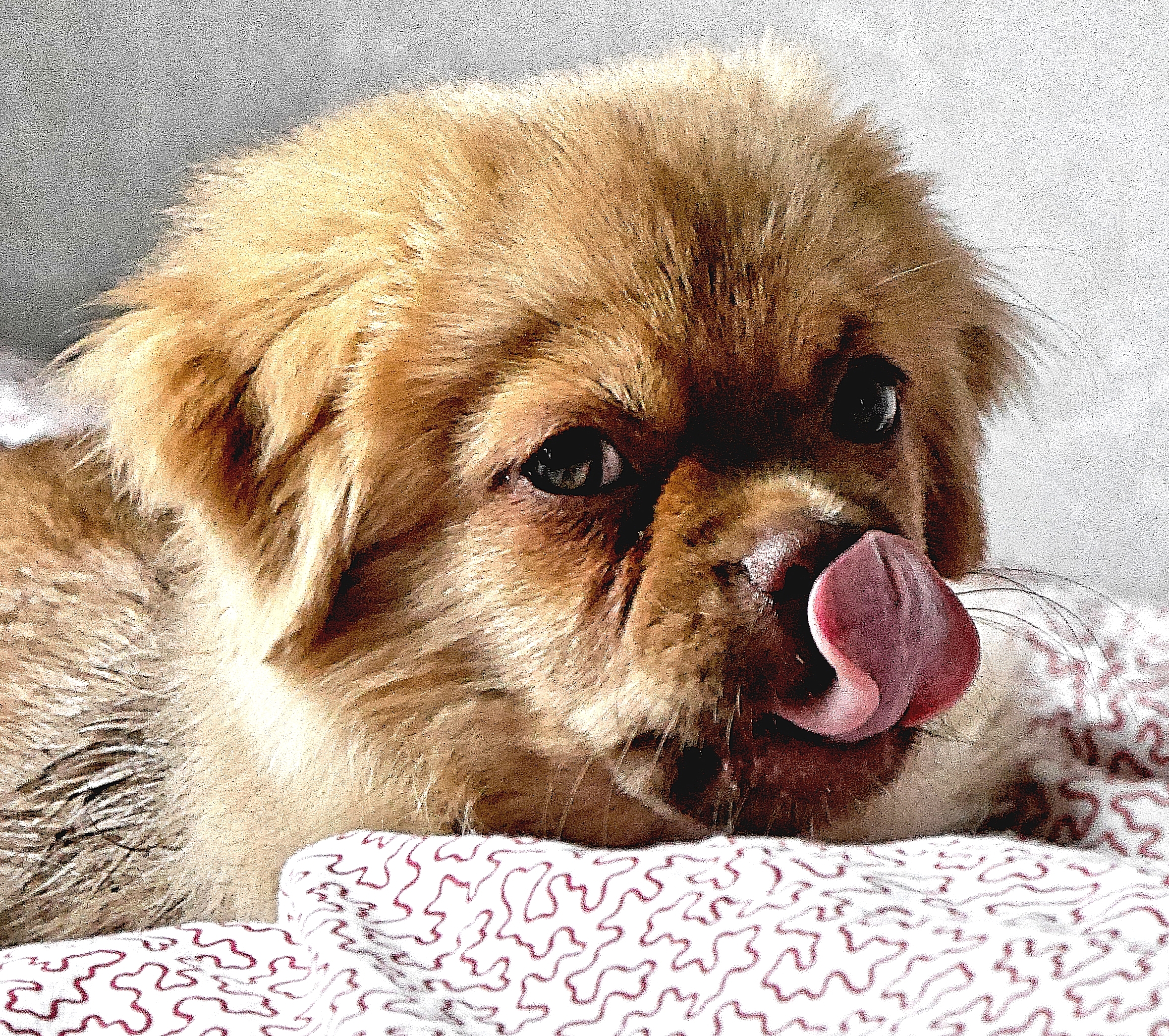 Norbu from Tibet/pets