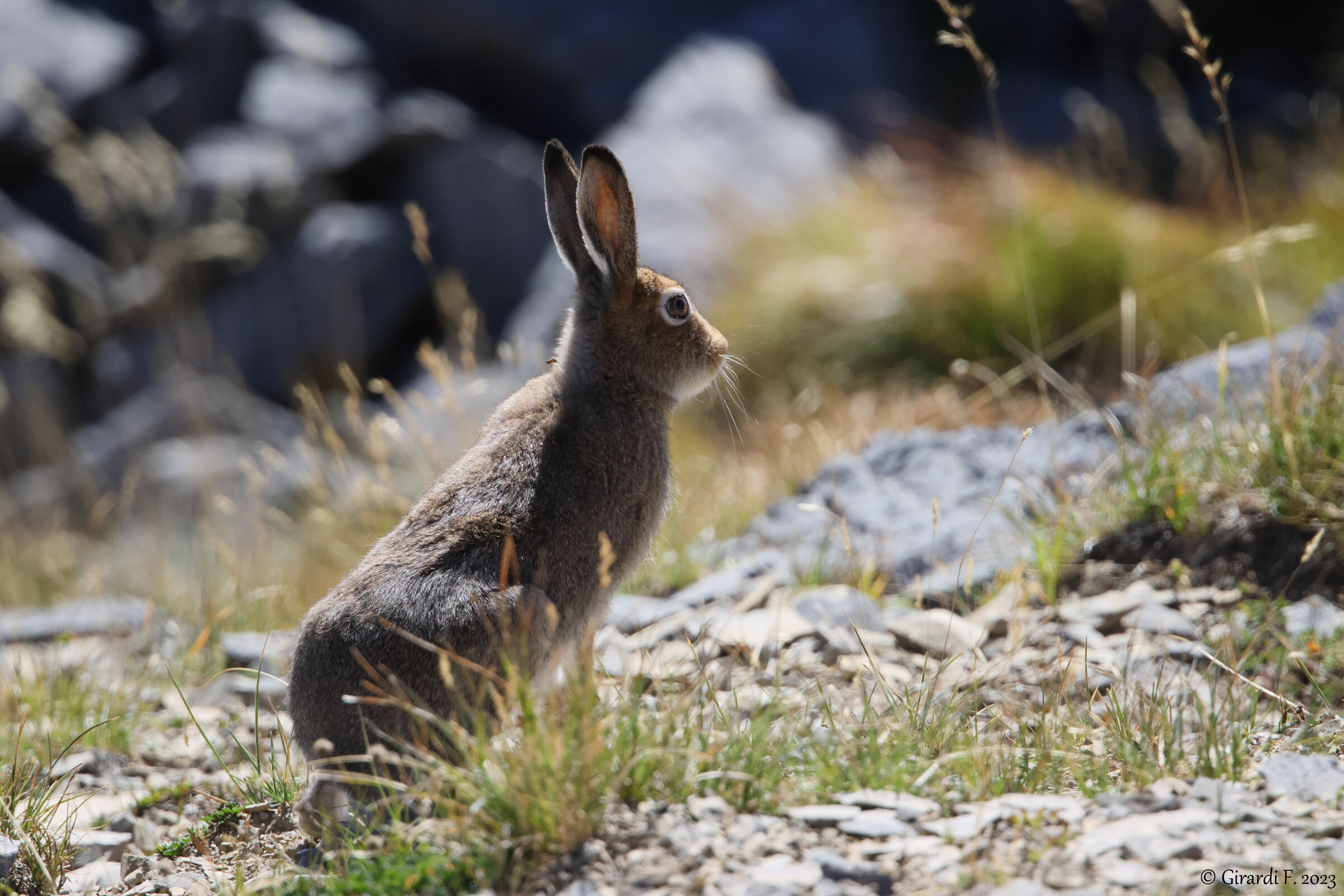 Variable hare