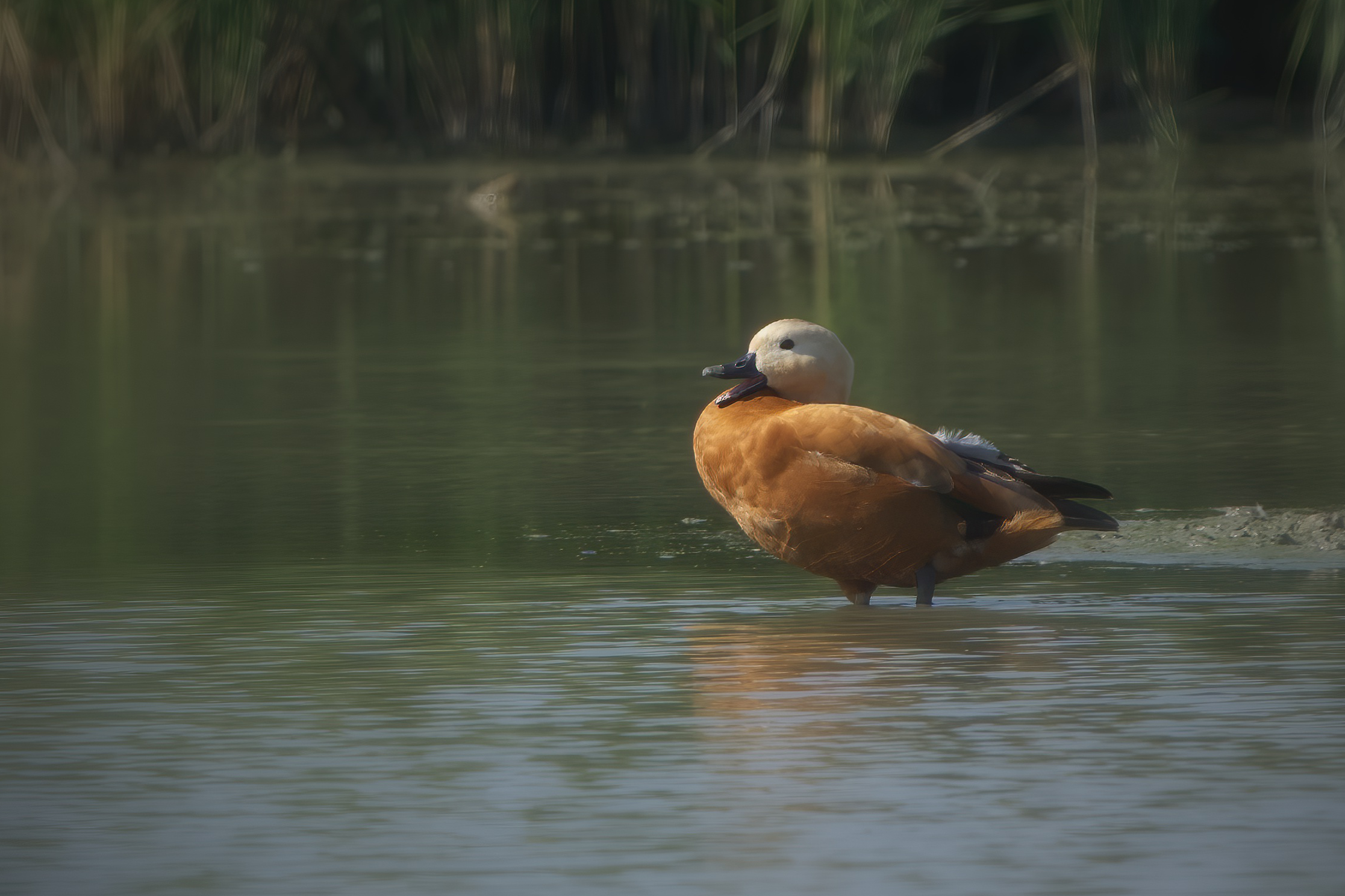 Ruddy shelduck
