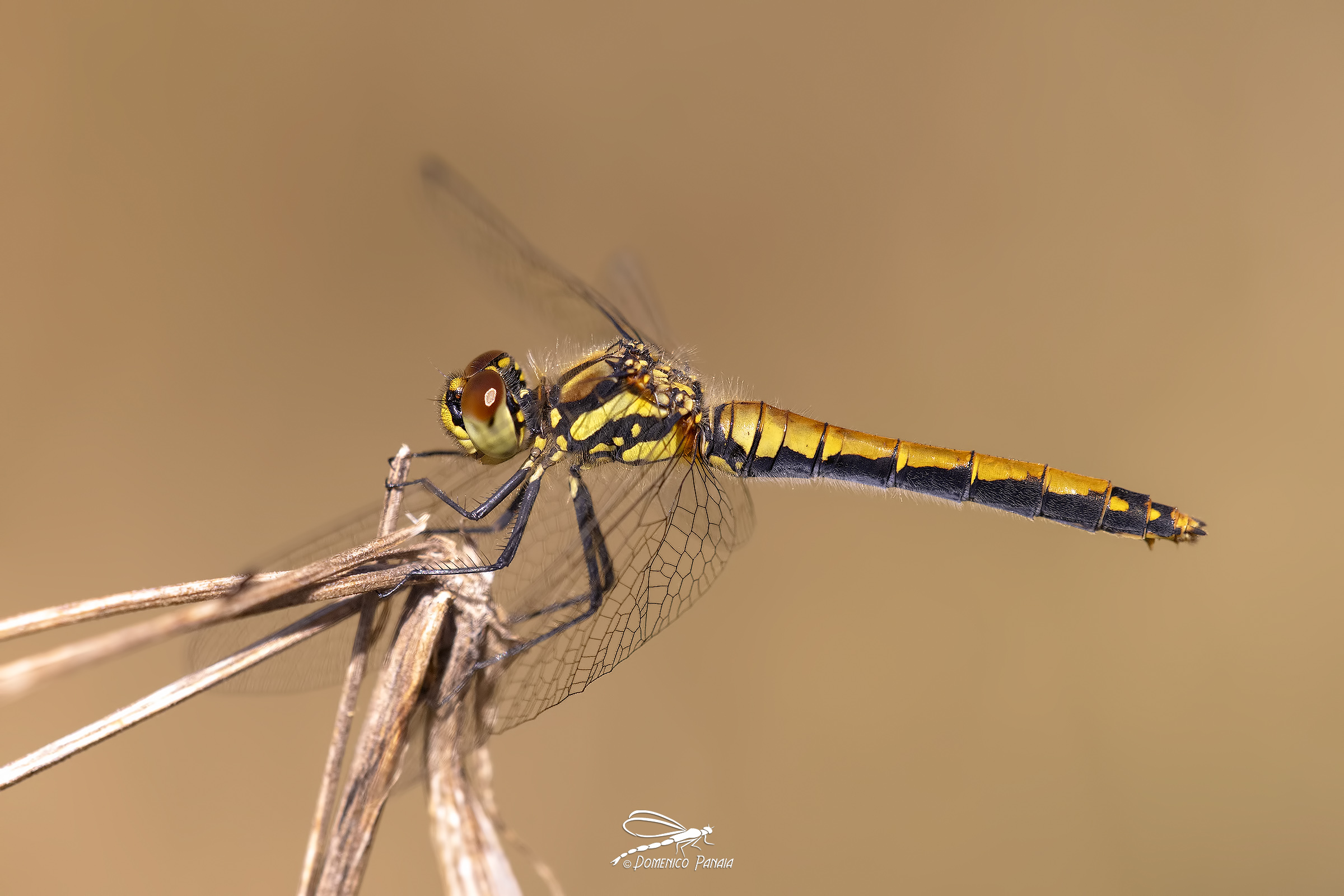 Sympetrum danae female