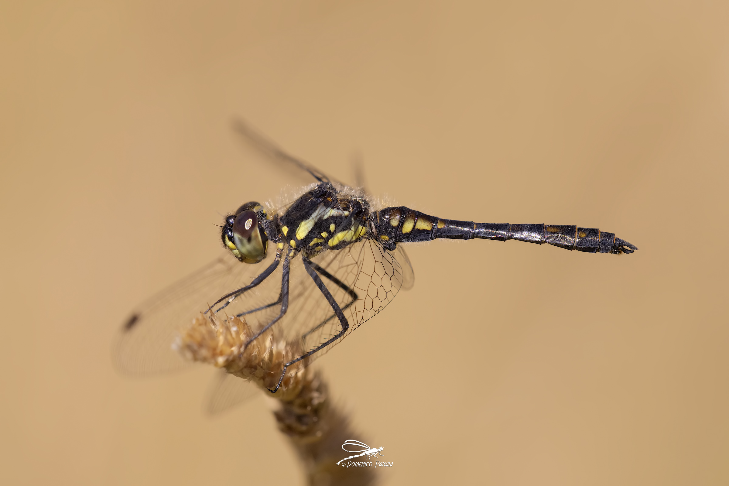 Sympetrum danae male