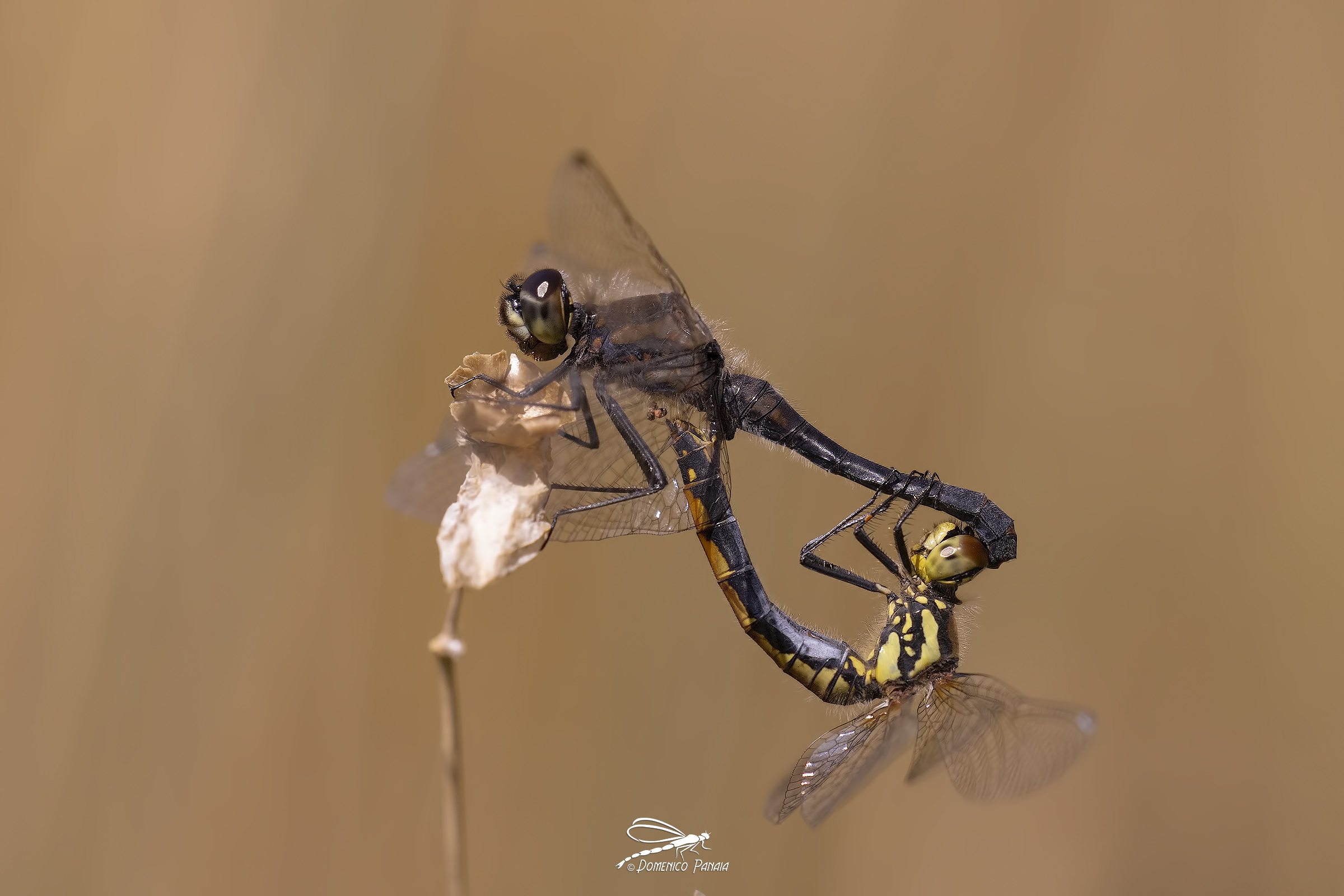 Sympetrum danae
