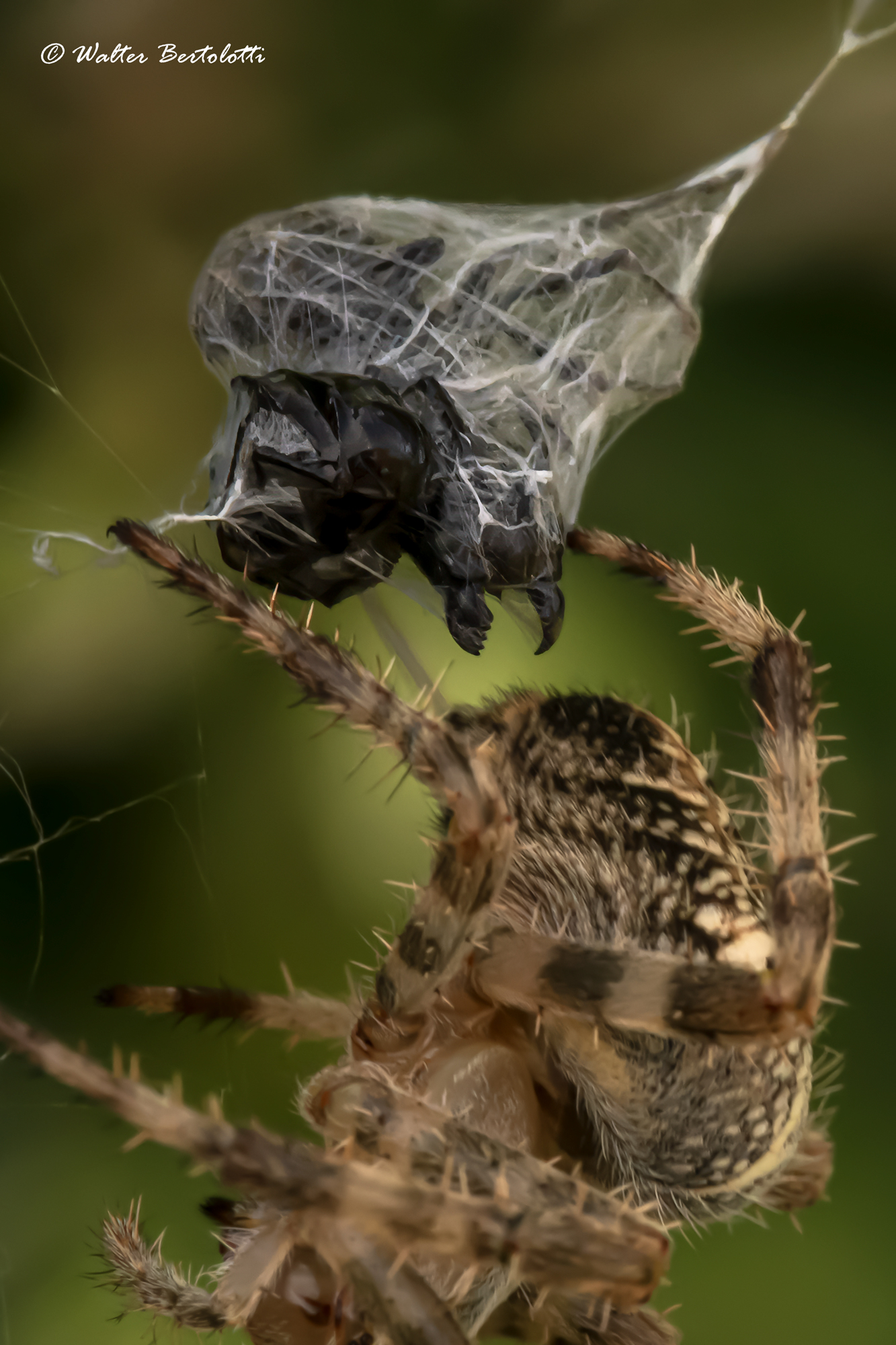 Life and death in the microcosm