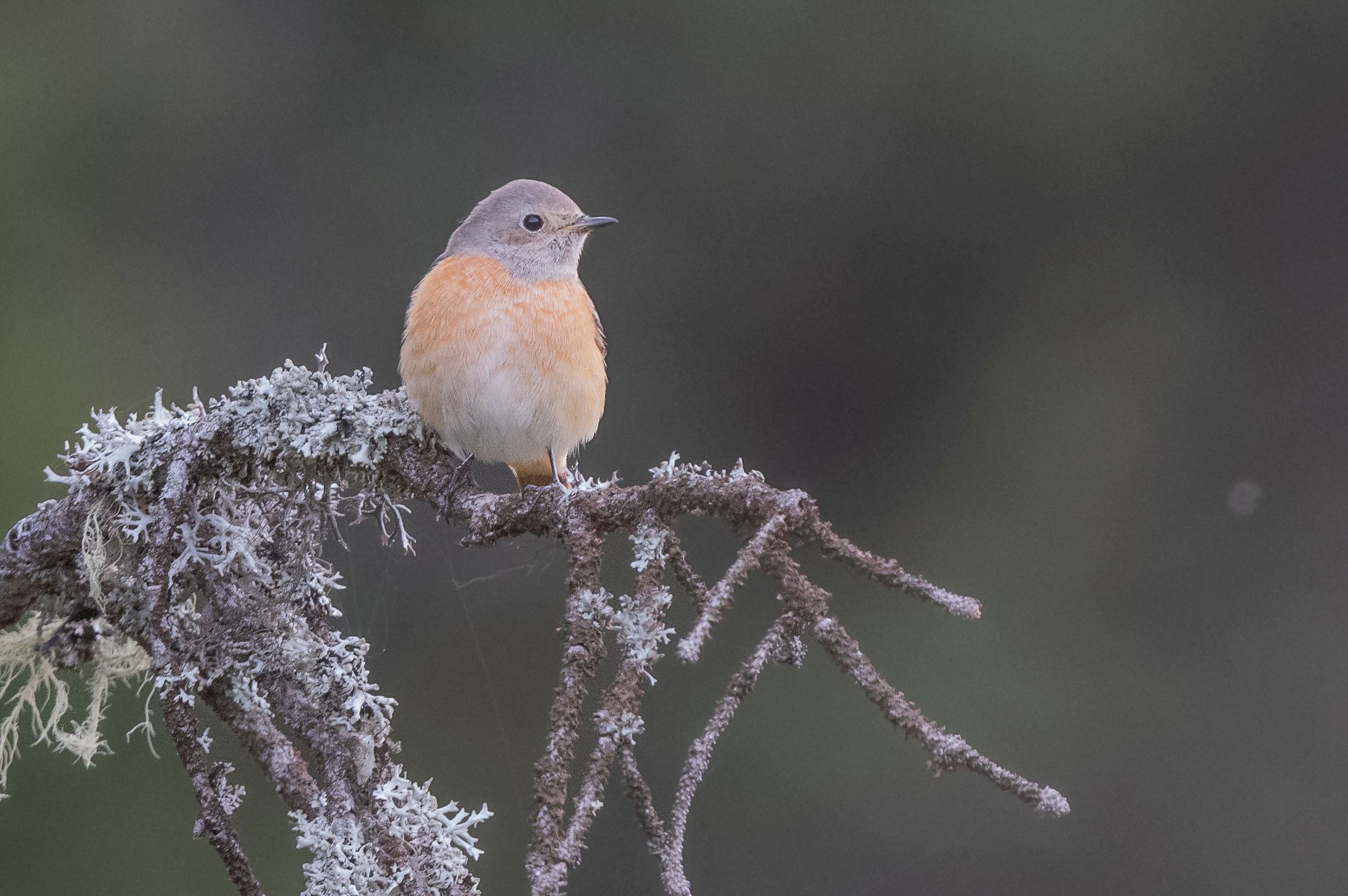 redstart
