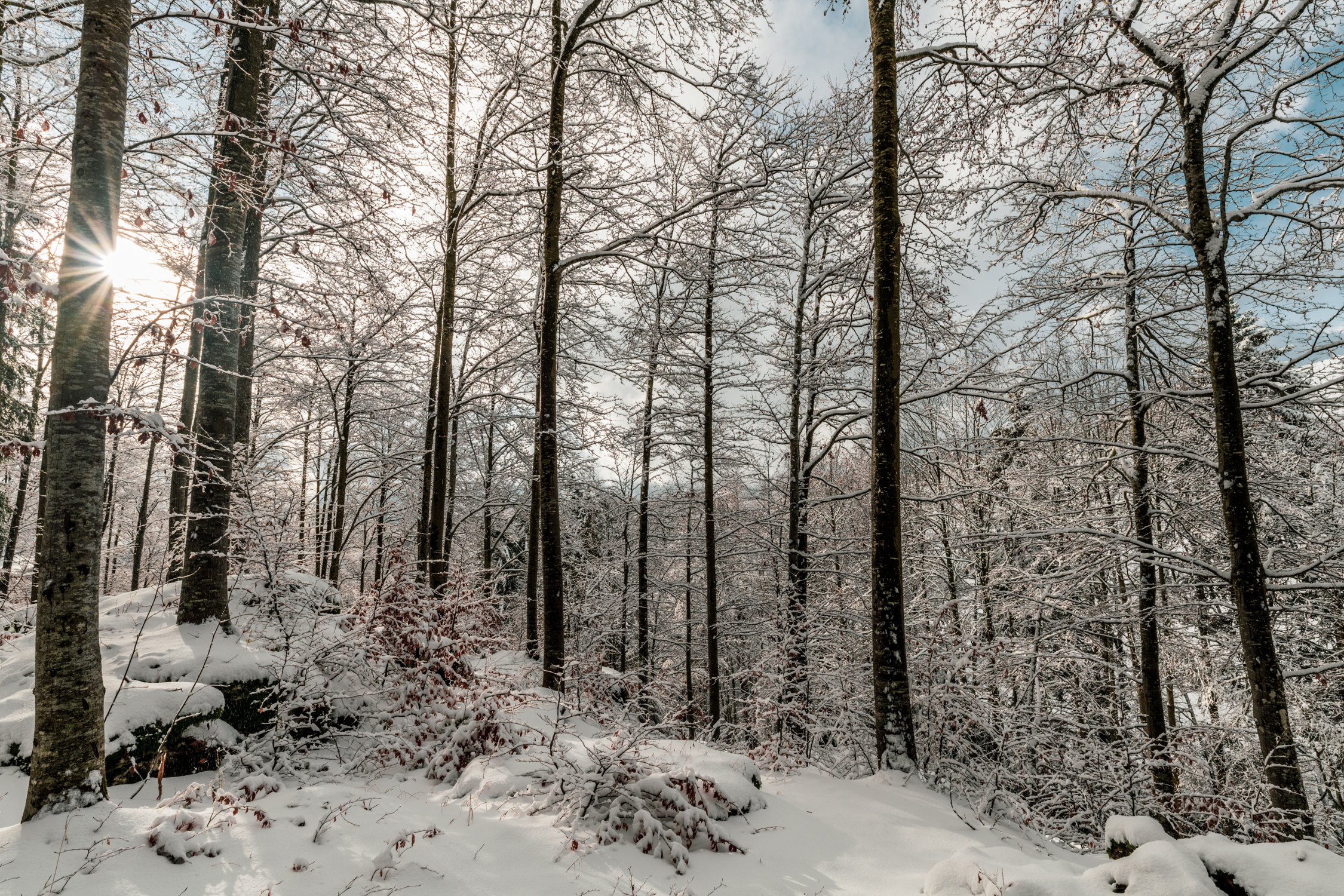 Winter