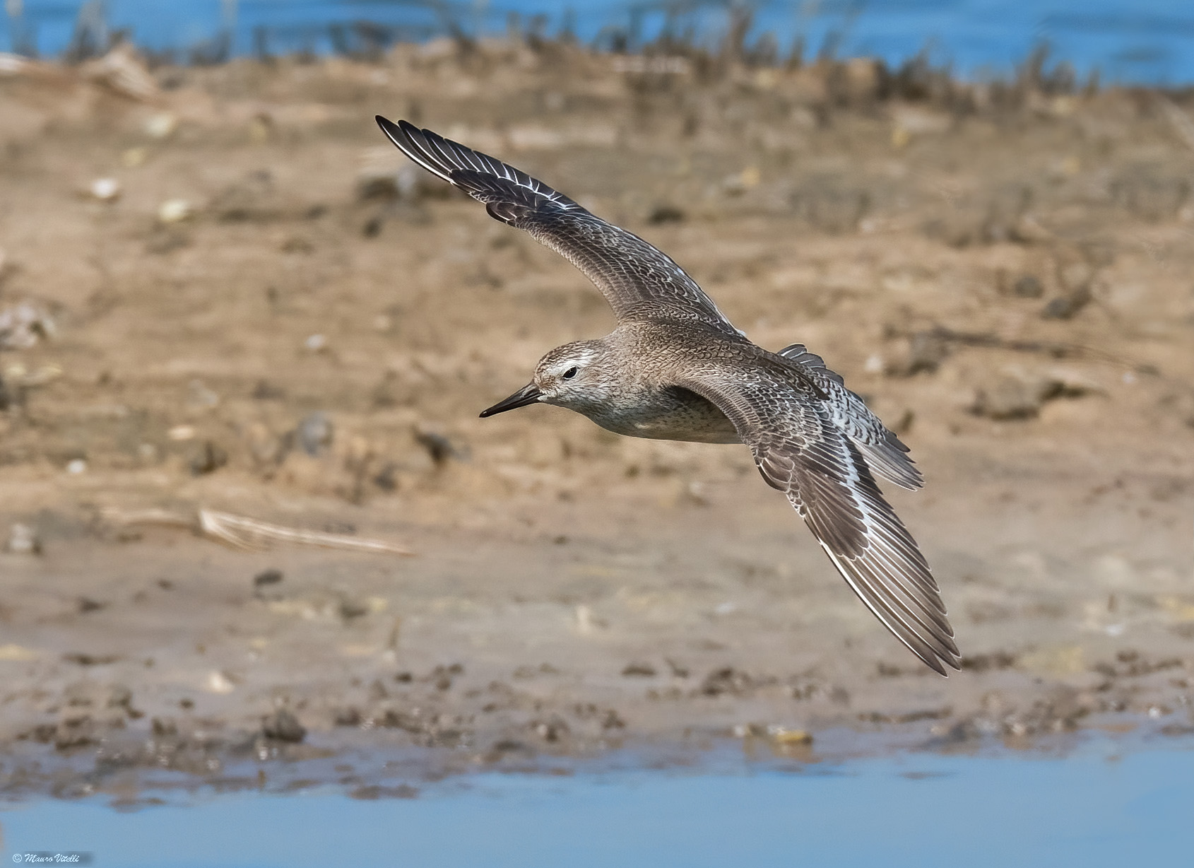 Greater sandpiper (Calidris canutus)