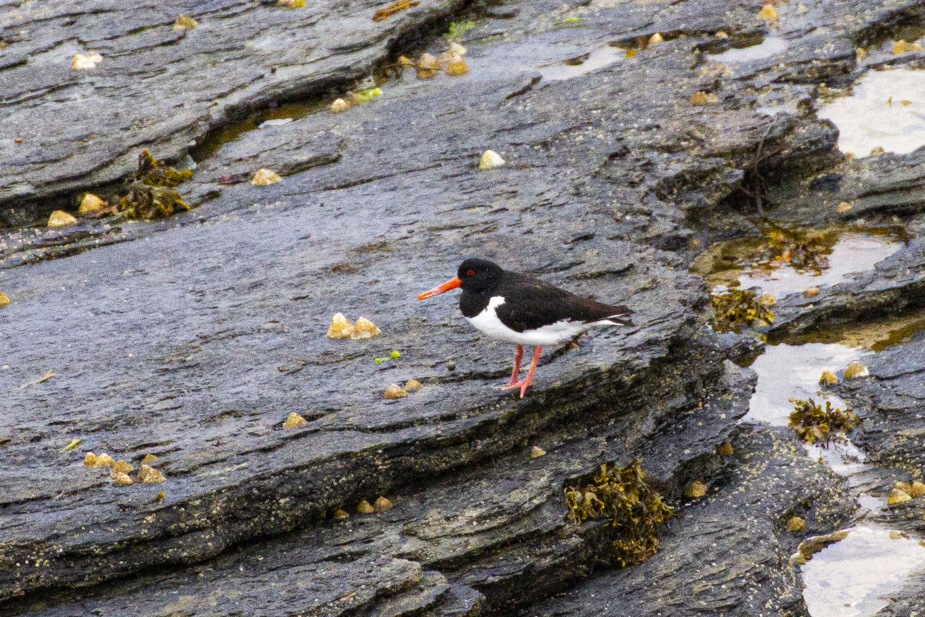 Oystercatcher