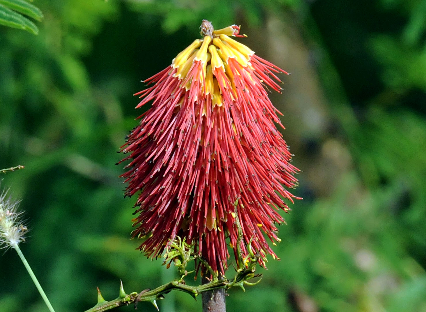 fiore solo in agosto