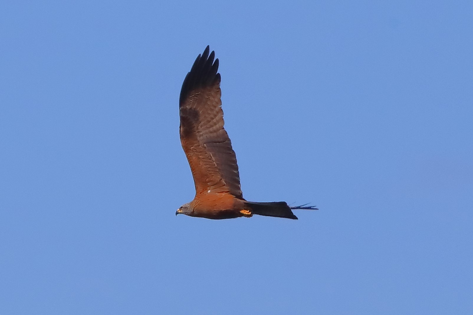 nibbio bruno 16-04-2023