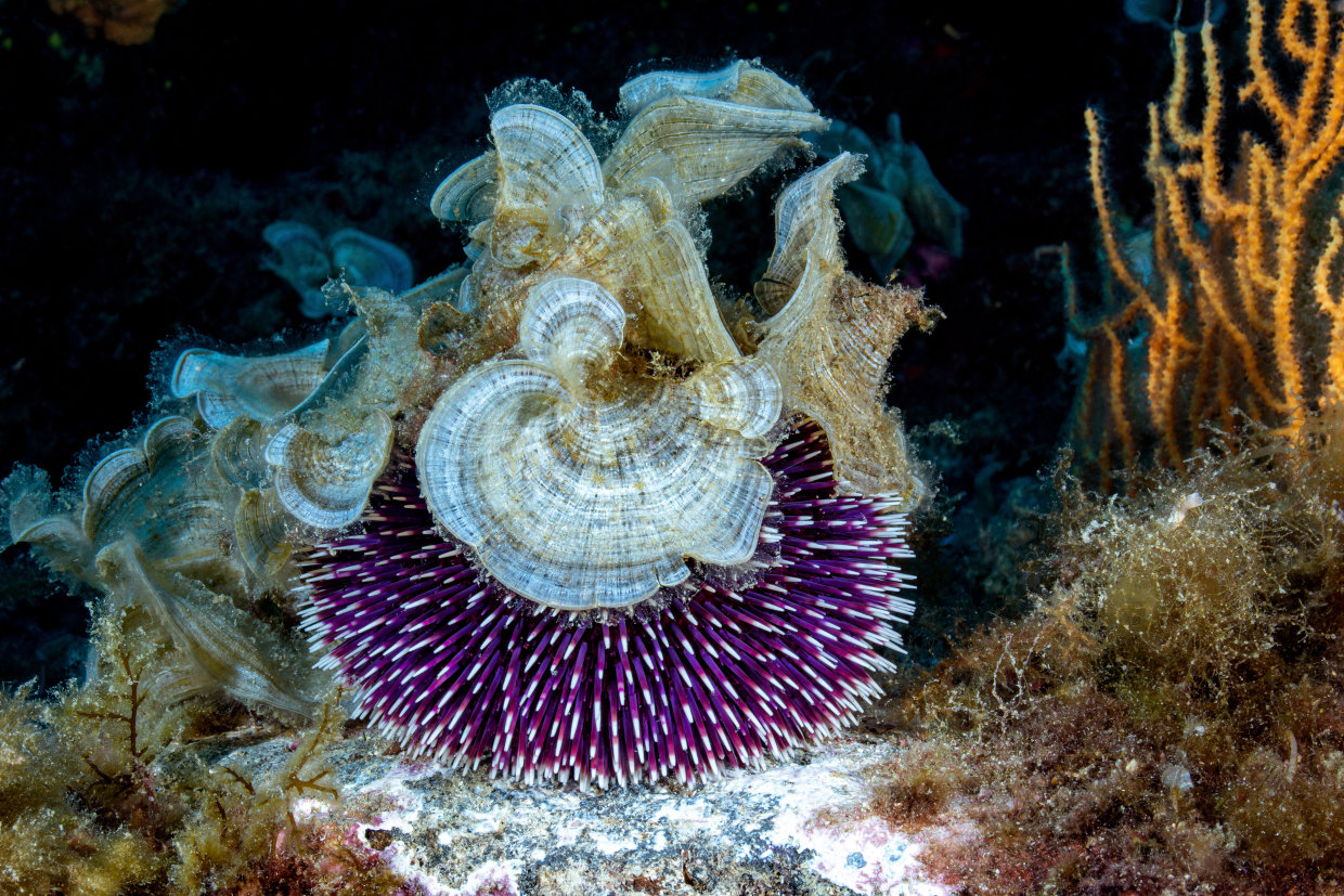Riccio AMP Portofino