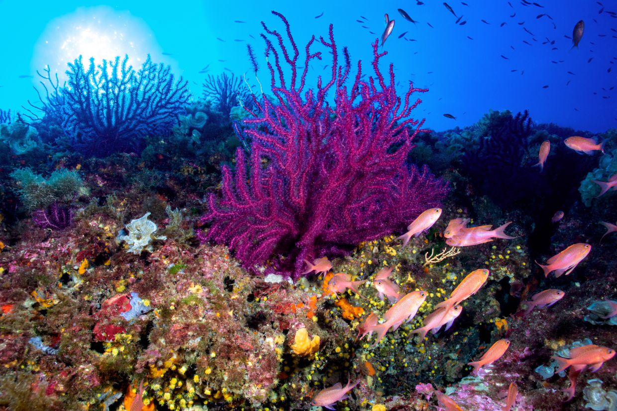 Gorgonia