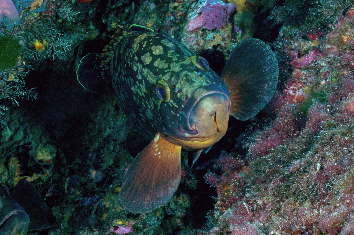 Cernia AMP Portofino