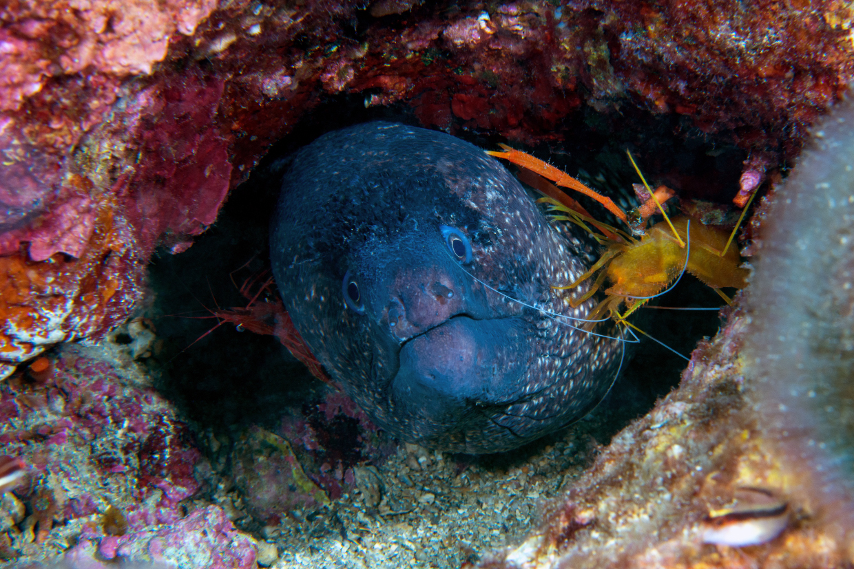 Murena AMP Portofino