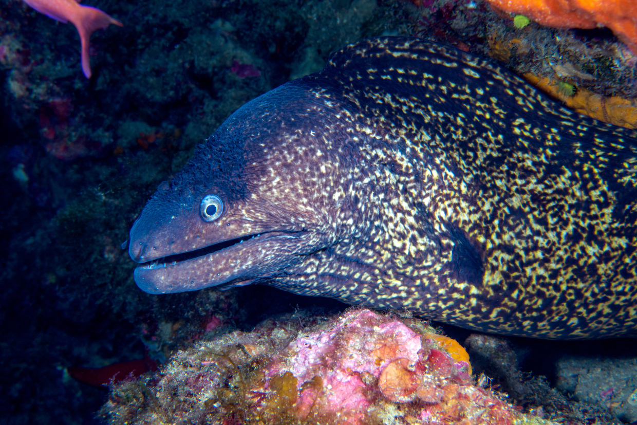 Murena AMP Portofino