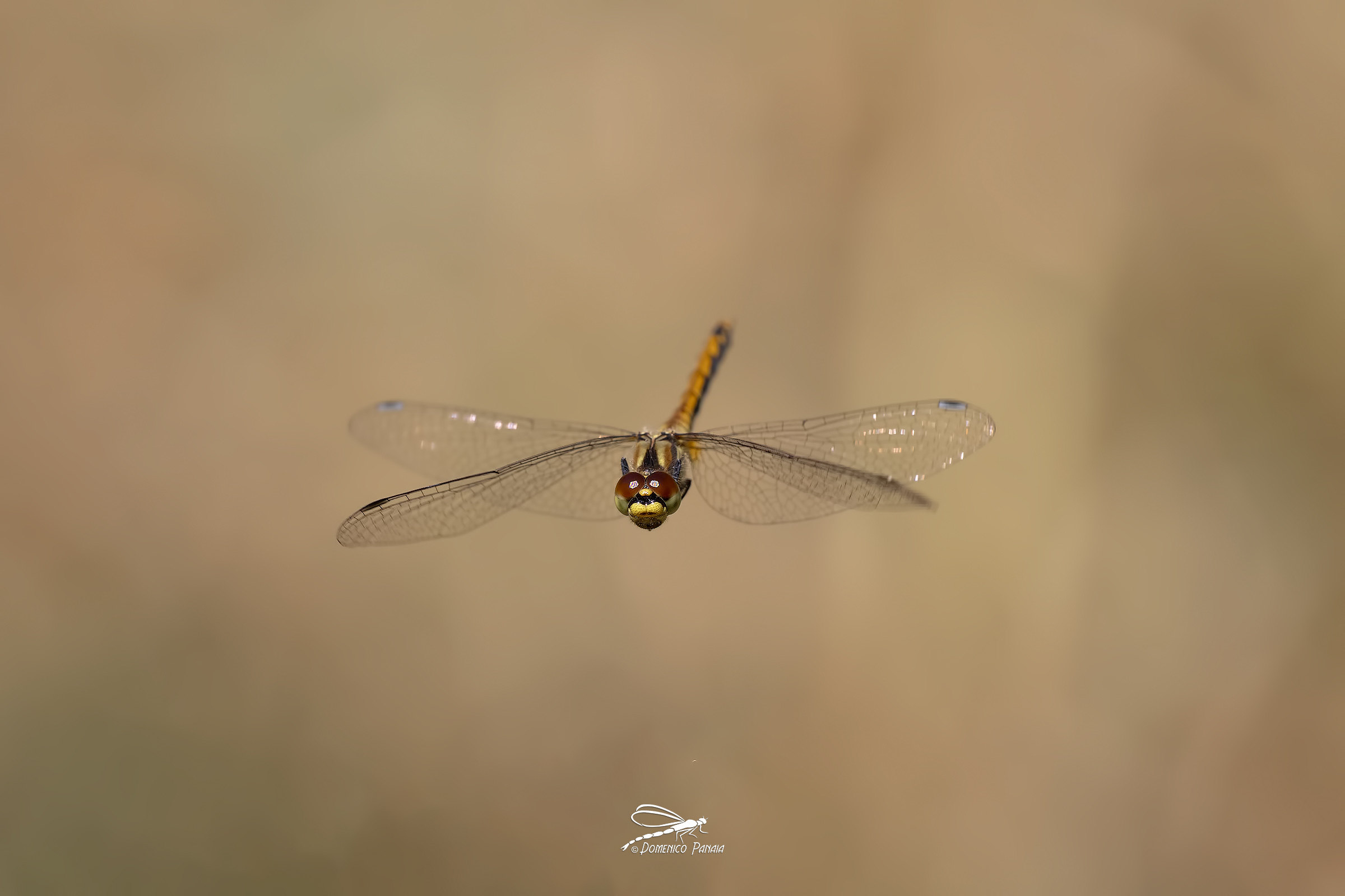 Sympetrum danae female