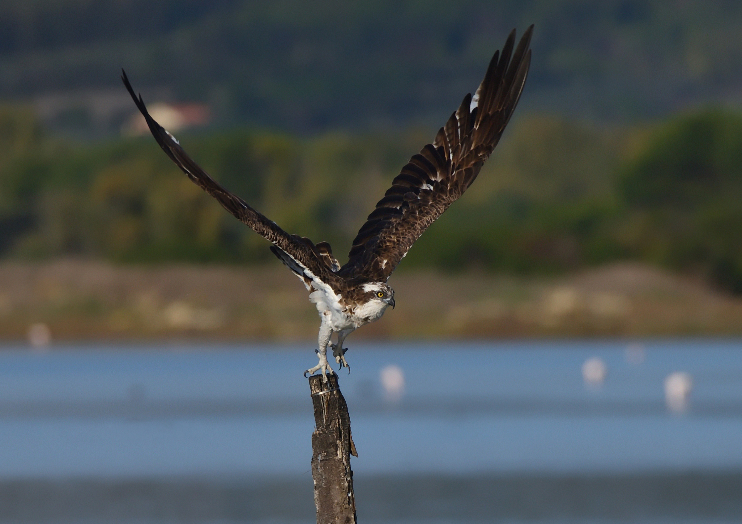 In volo verso la libertà ...