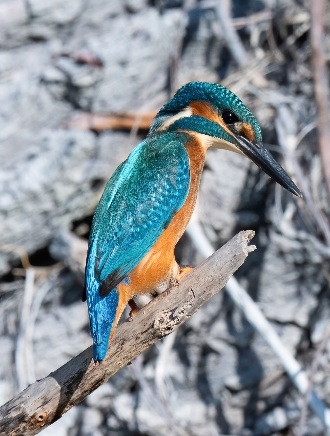 Kingfisher