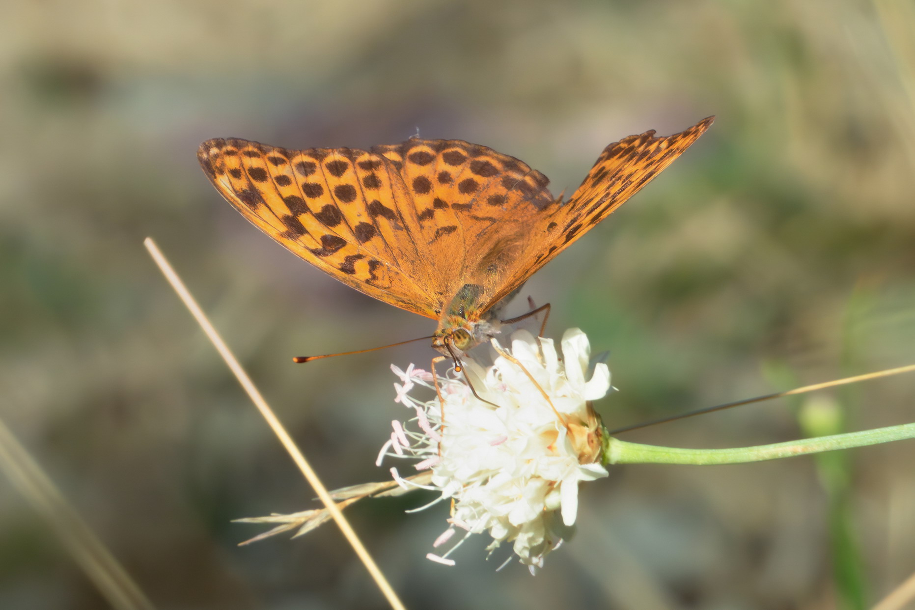 Argynnis paphia