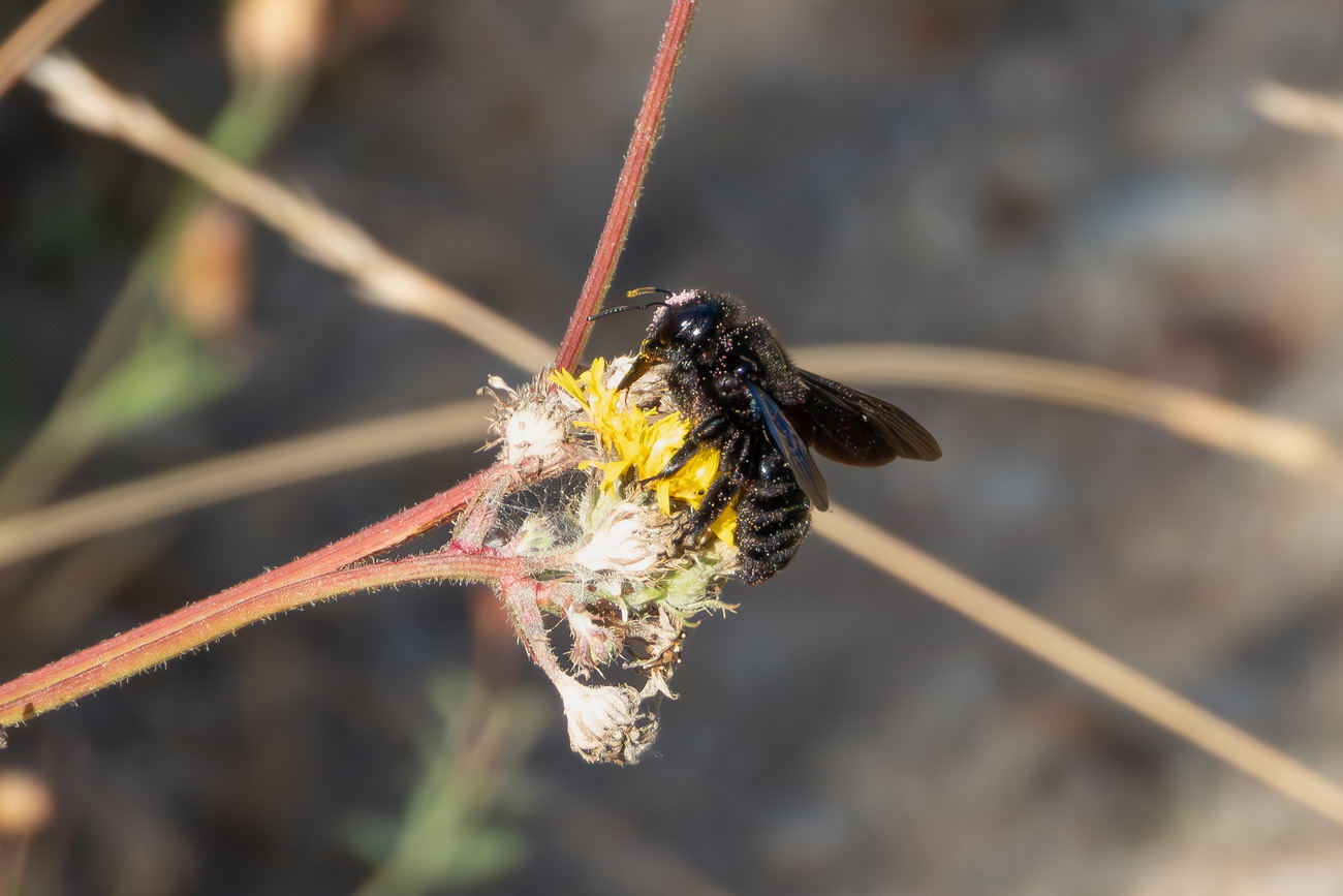 Xylocopa violacea