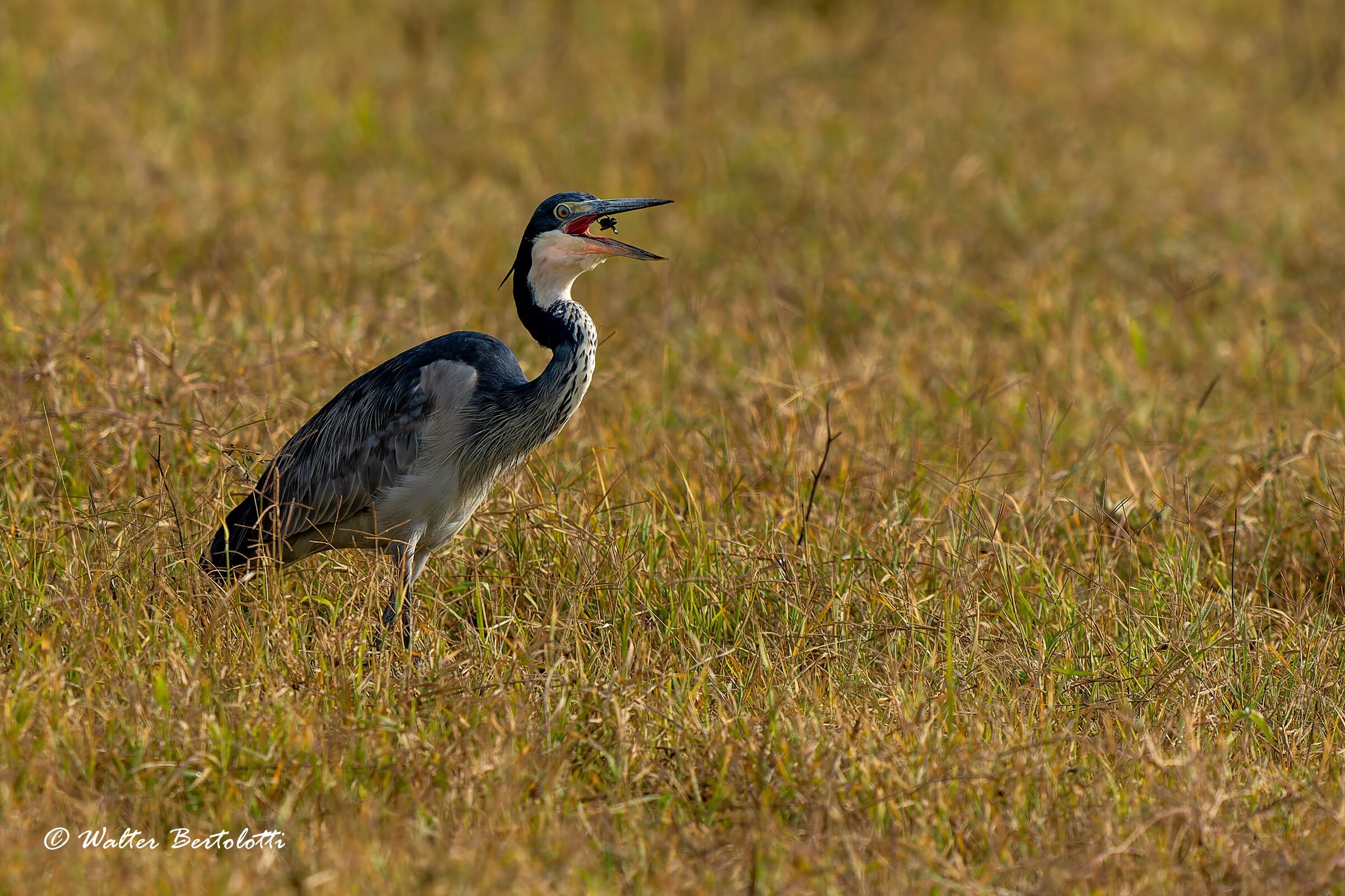 bocconcini prelibati