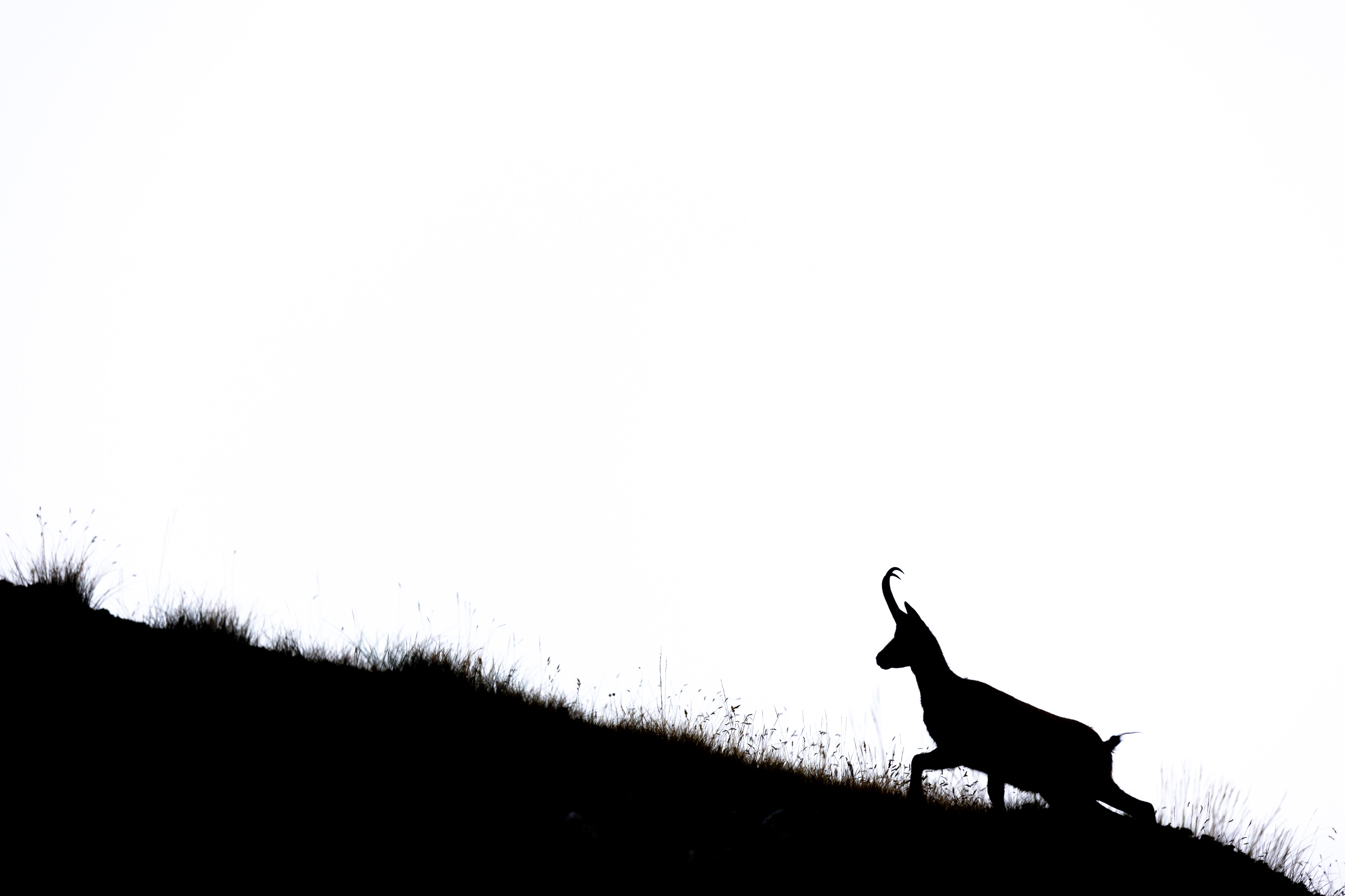 Silouette di camoscio