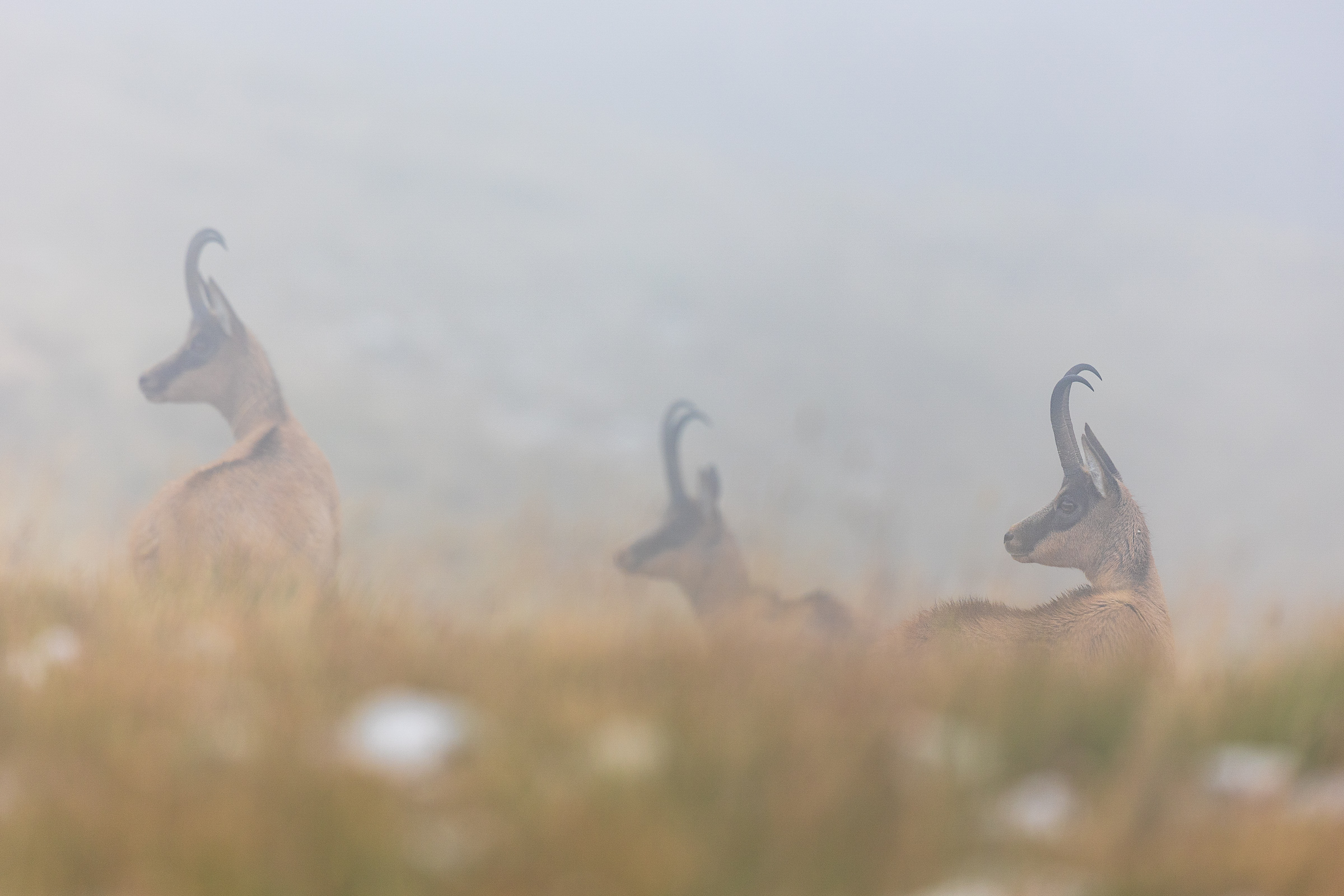Trio nella nebbia