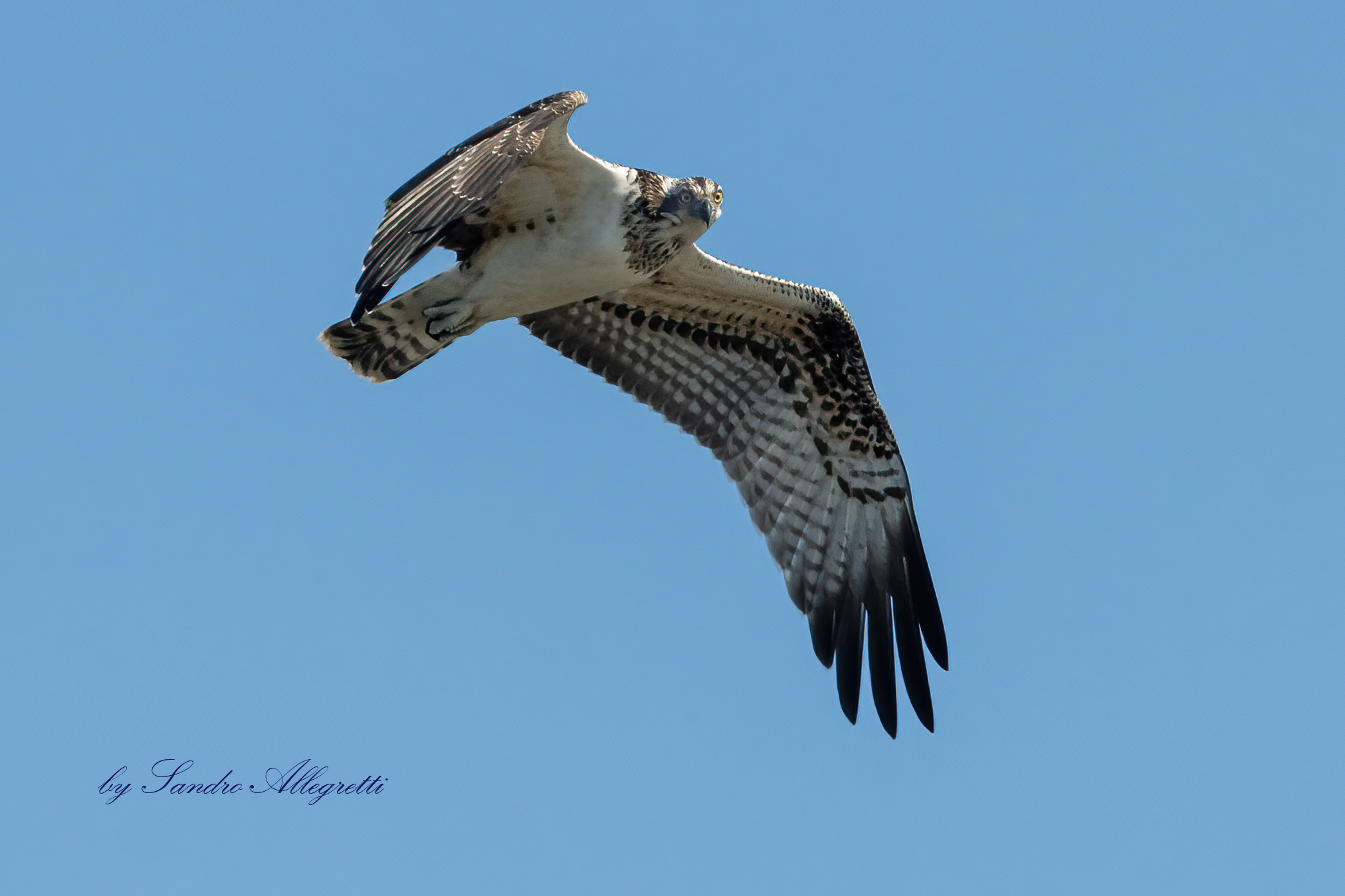 Il falco pescatore (Pandion haliaetus)