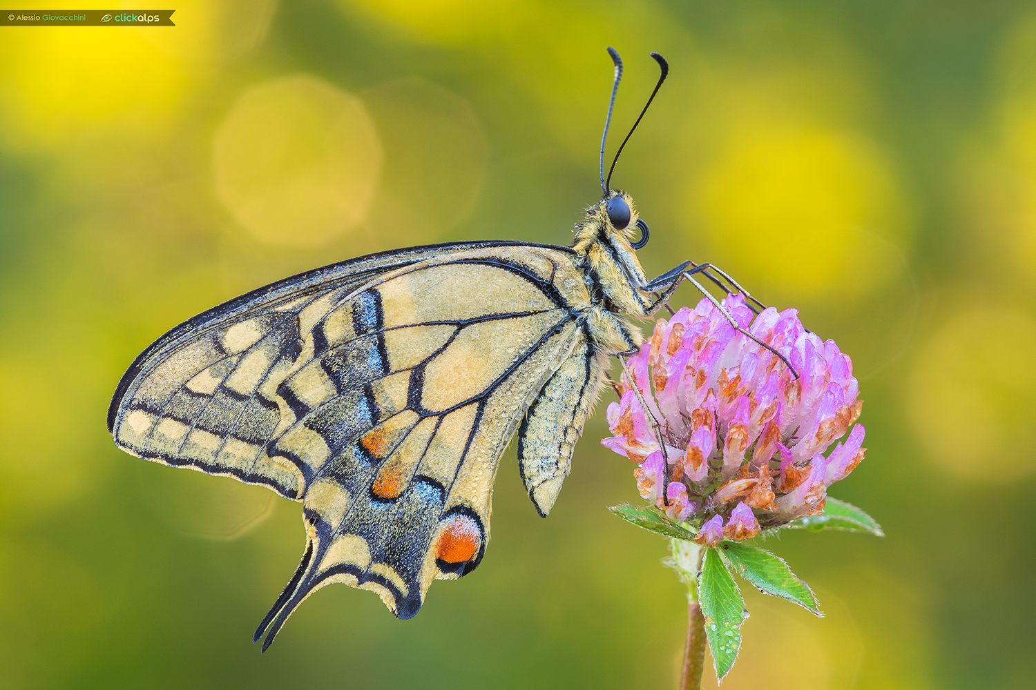 Papilio machaon