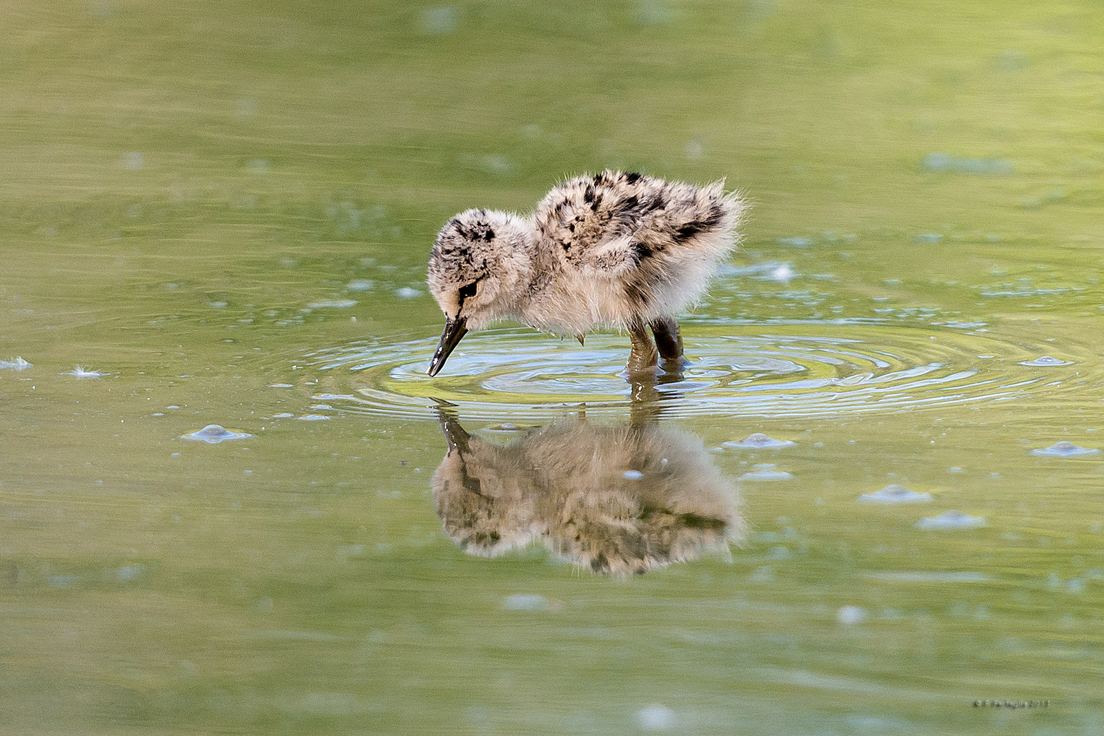 Cavaliere piccolo piccolo
