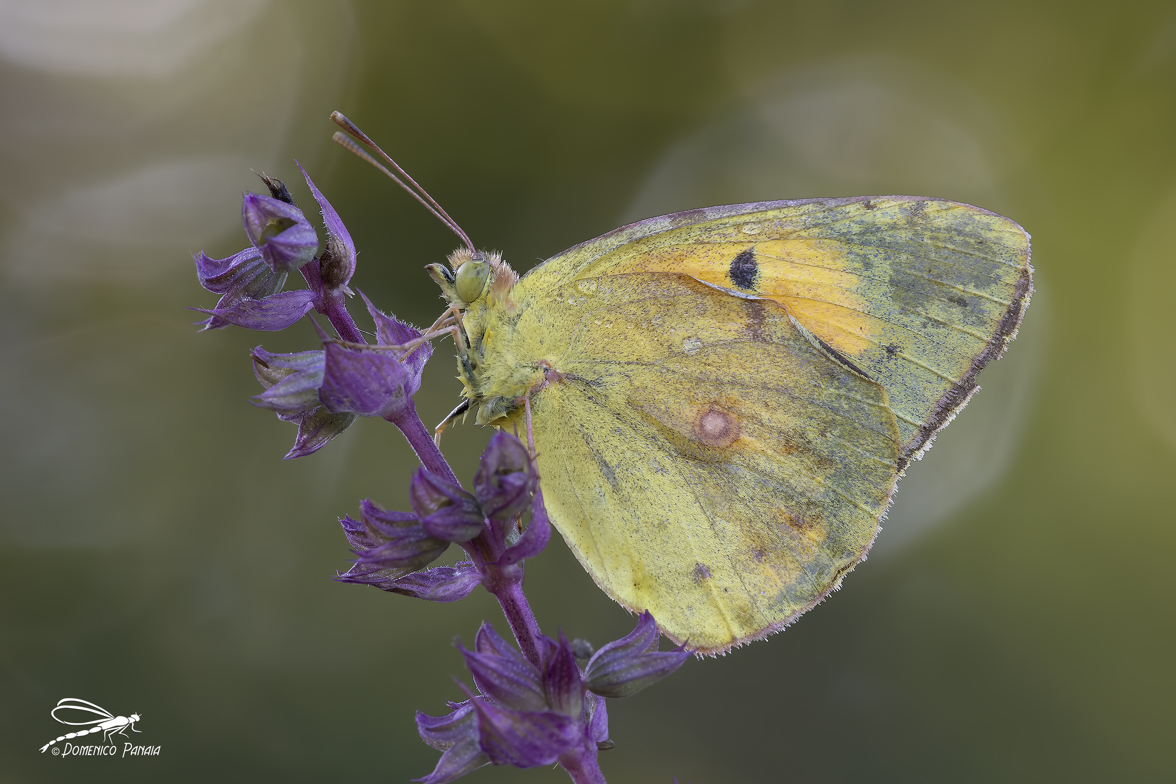 Colias Crocea