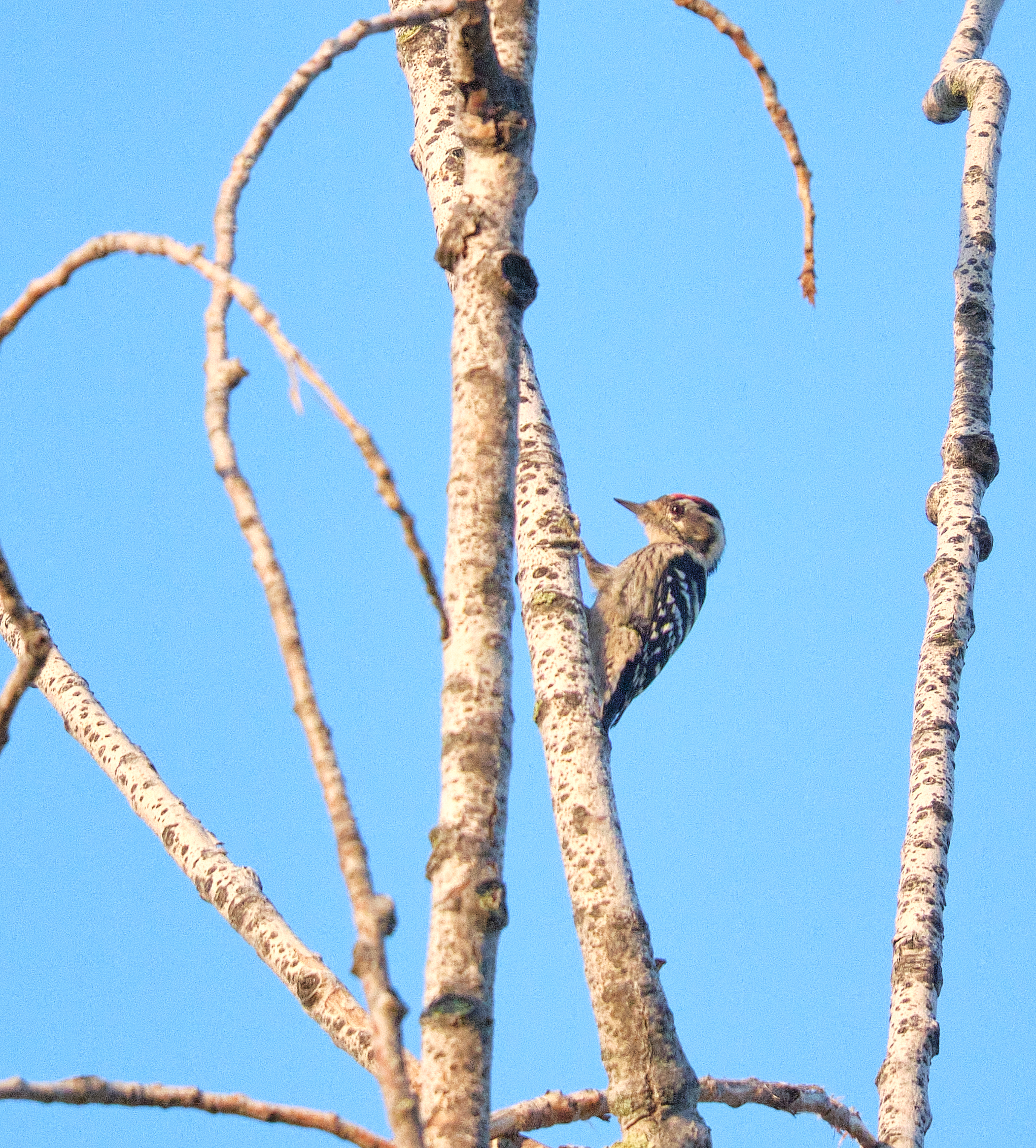 Lesser spotted woodpecker