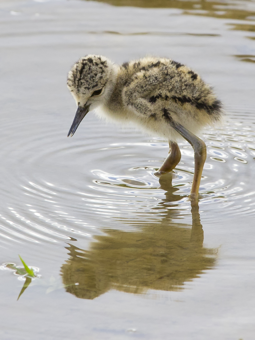 piccoli cavalieri crescono