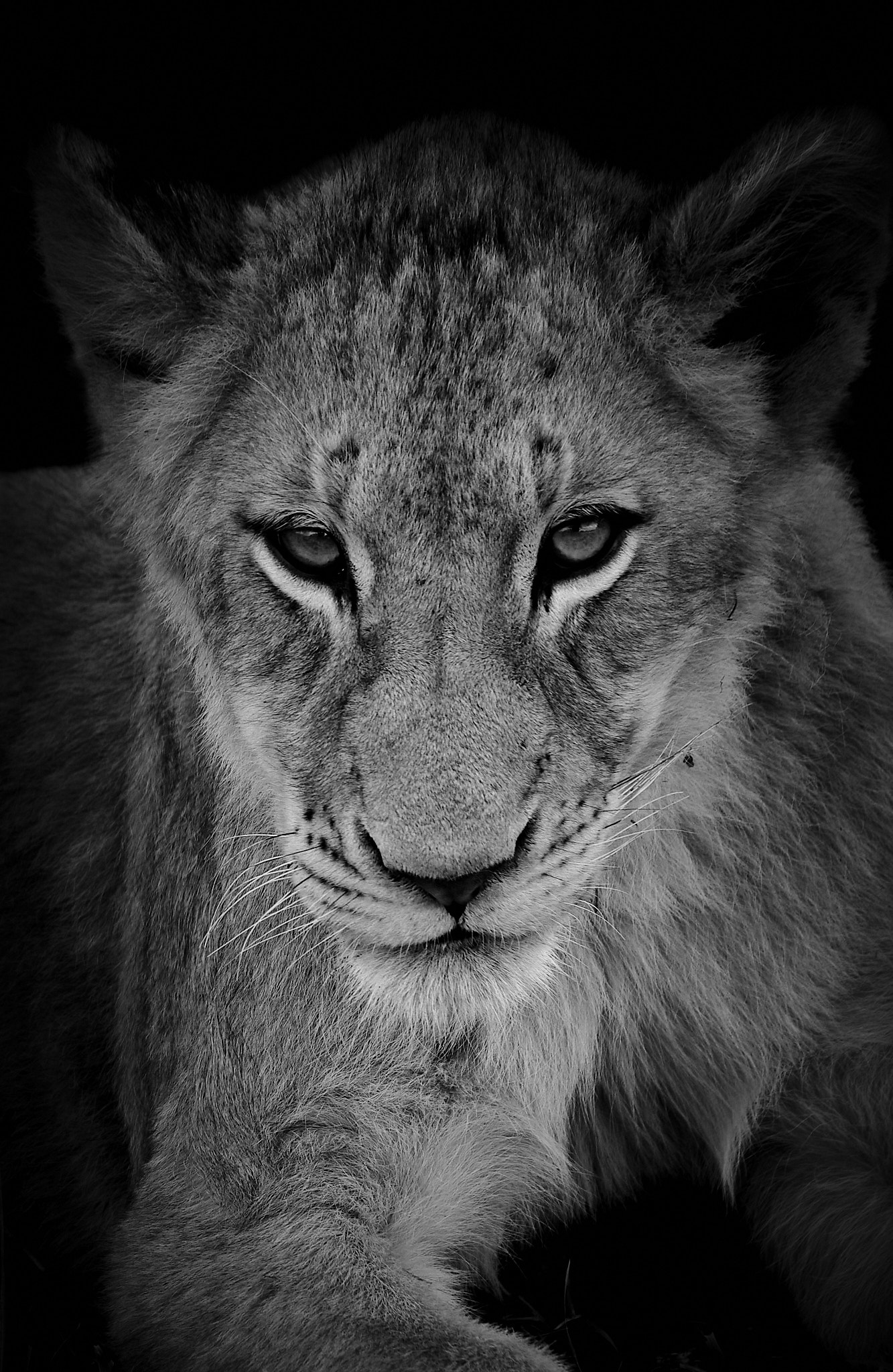 Lion B&W