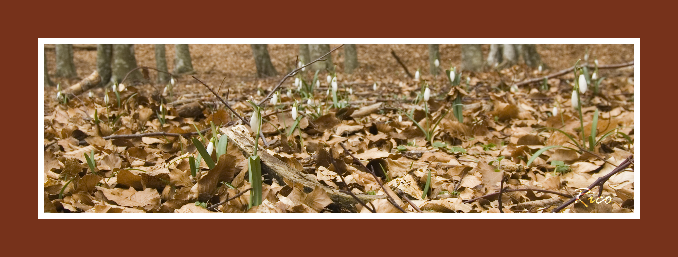 many bucaneveeee ....