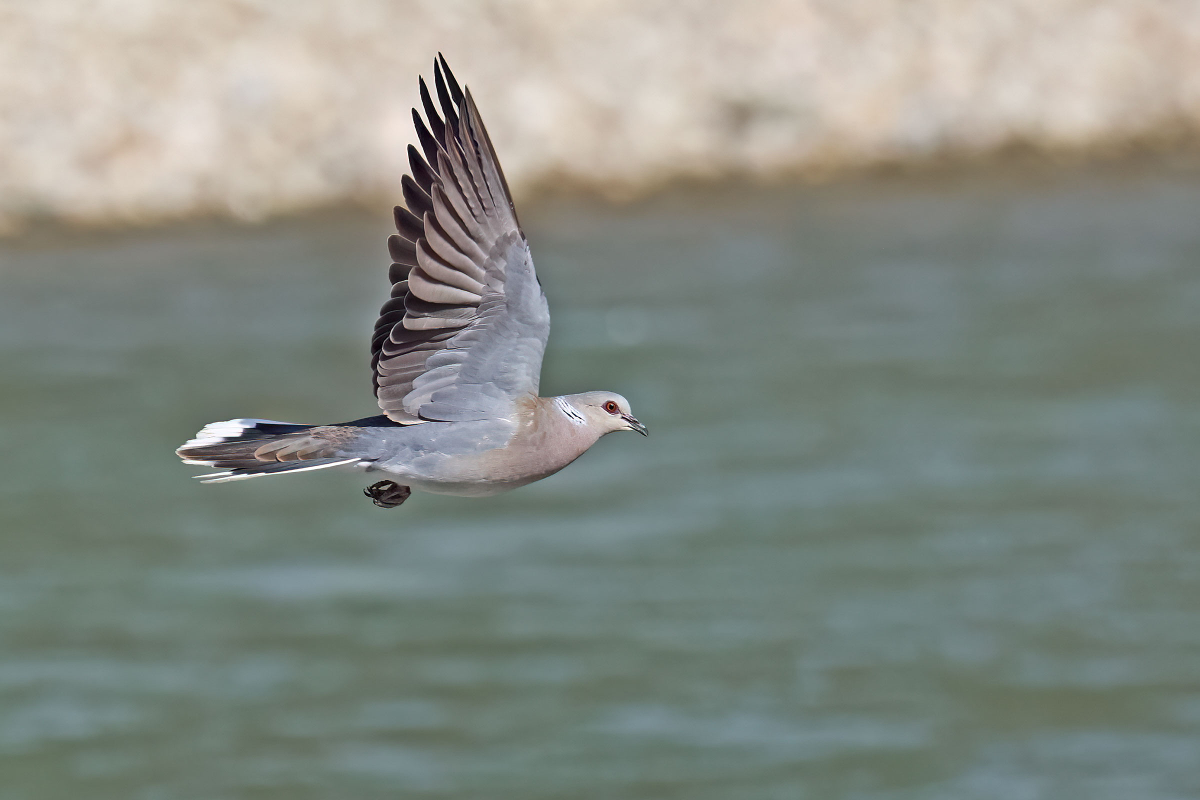 Upward profile Wild dove