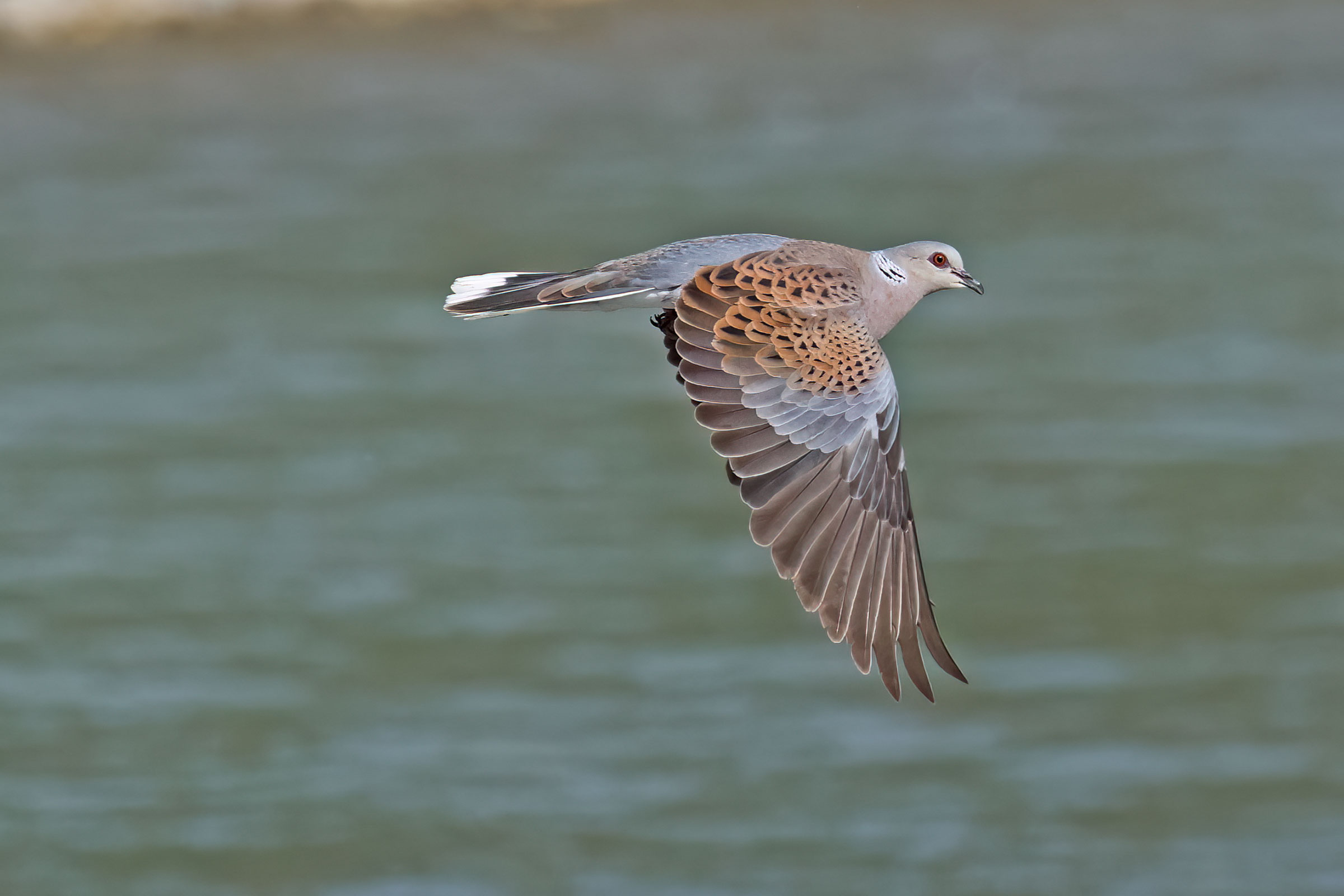 Wild dove downward profile