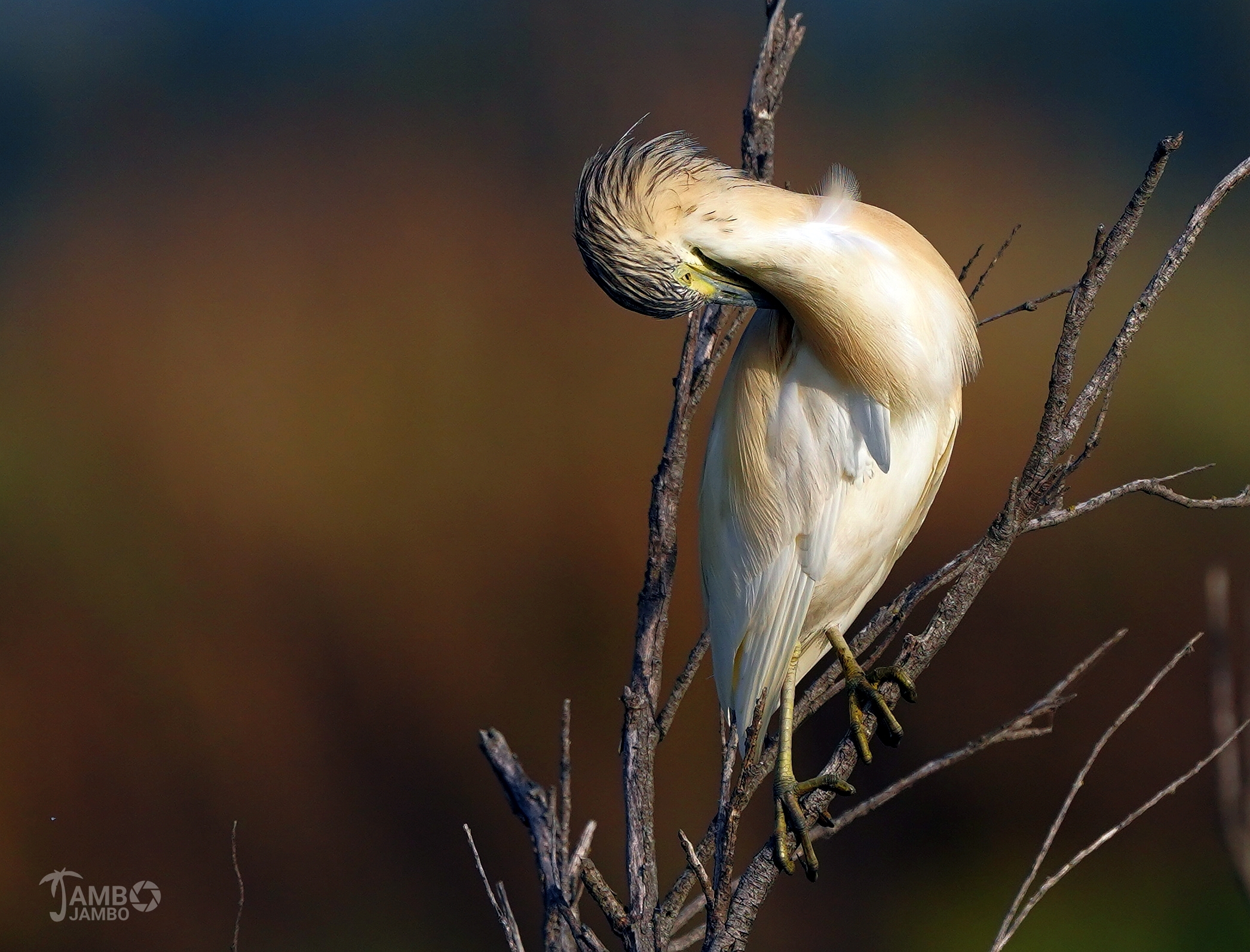 Squacco heron