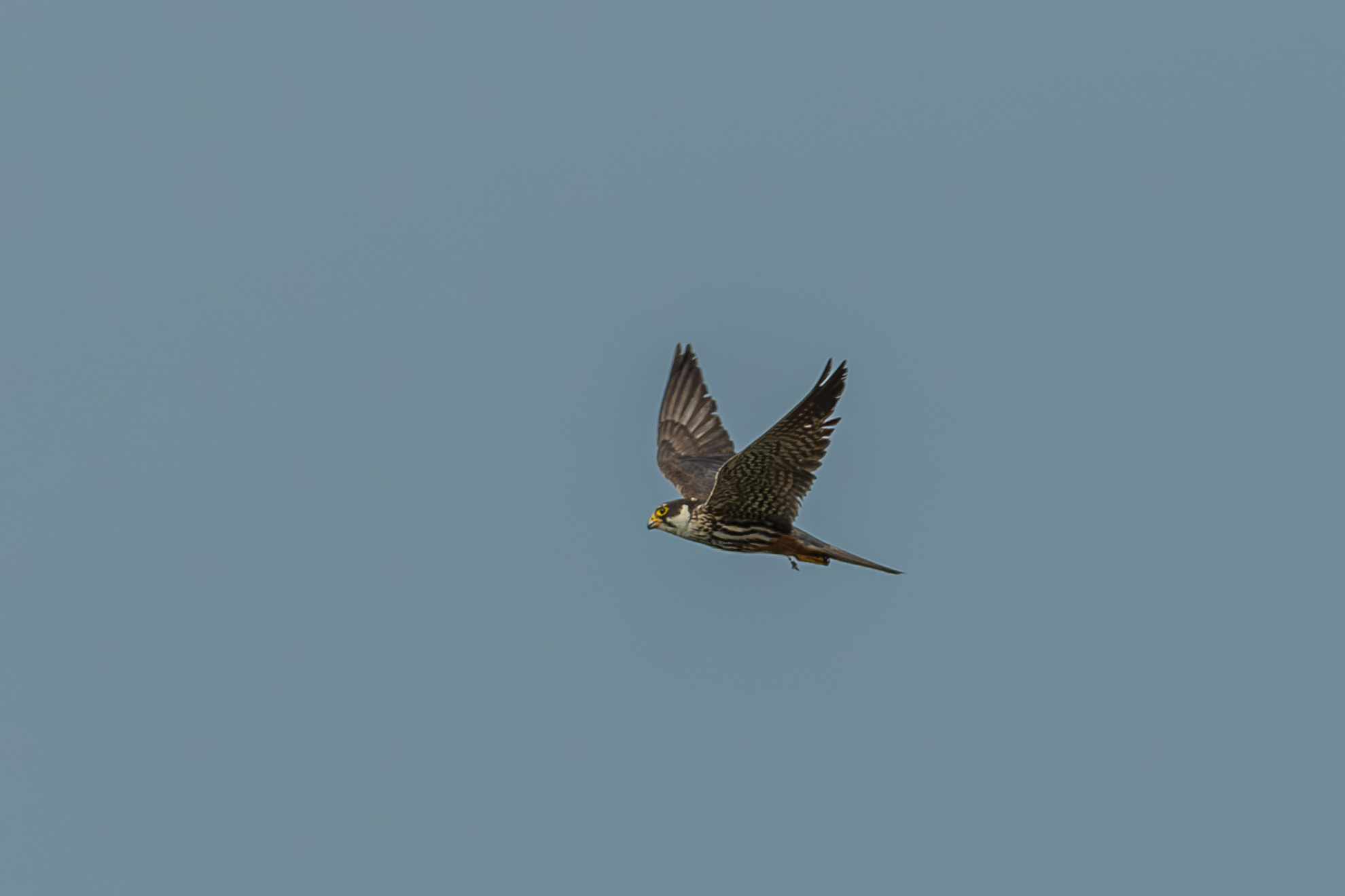 Falco lodolaio