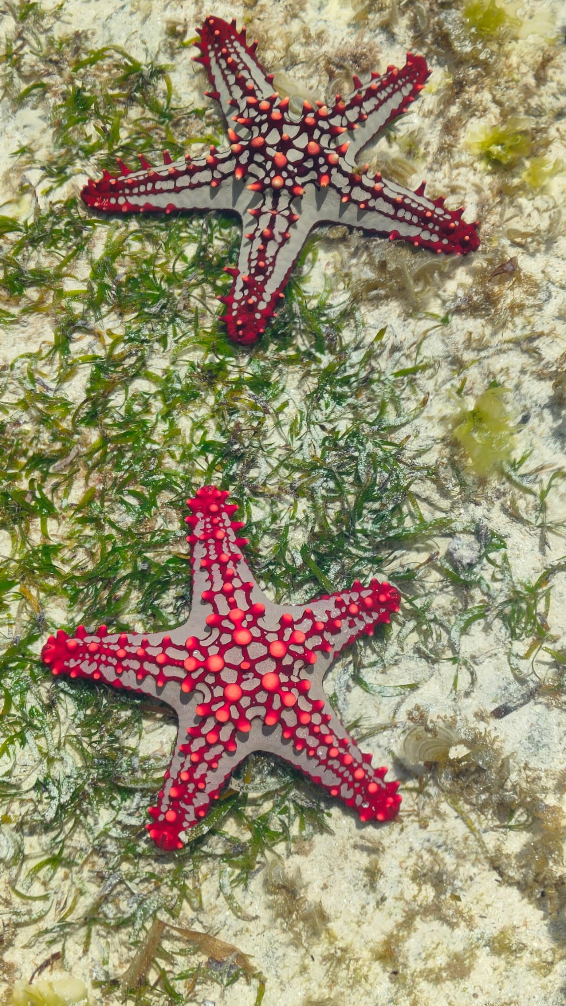 Starfish