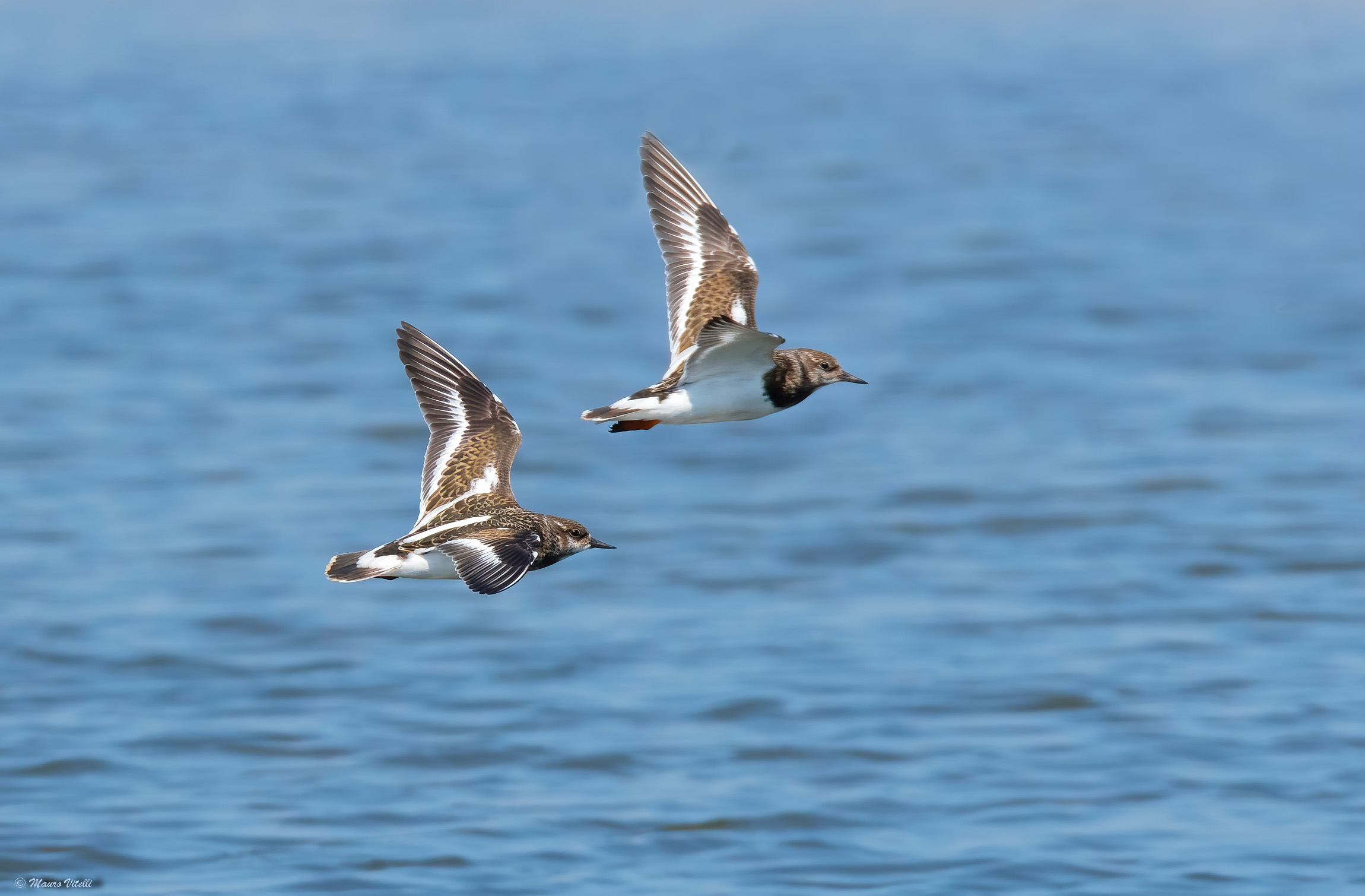 Stone turner (Arenaria interpres)