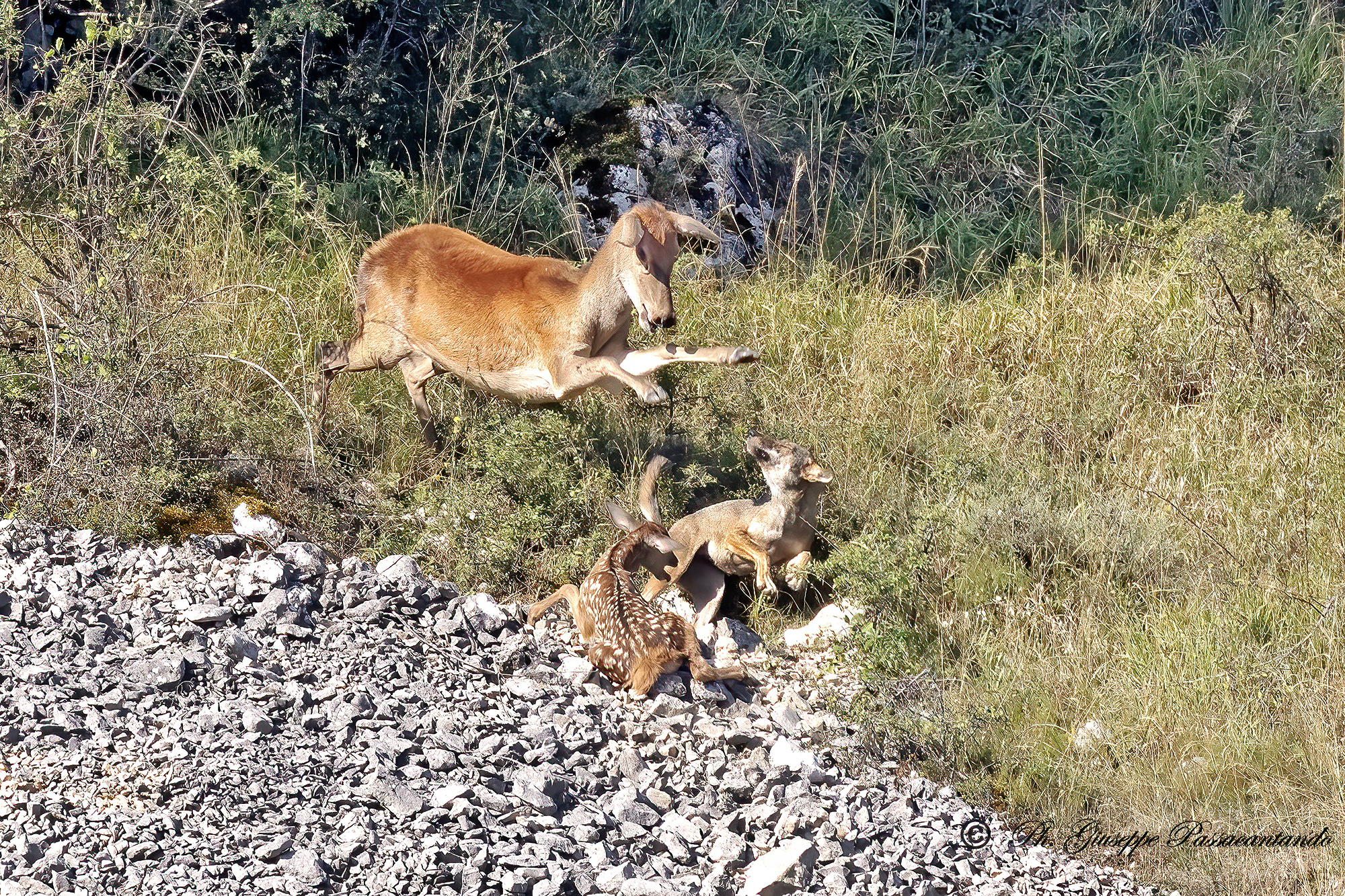The mother's vain attempt to save the little deer