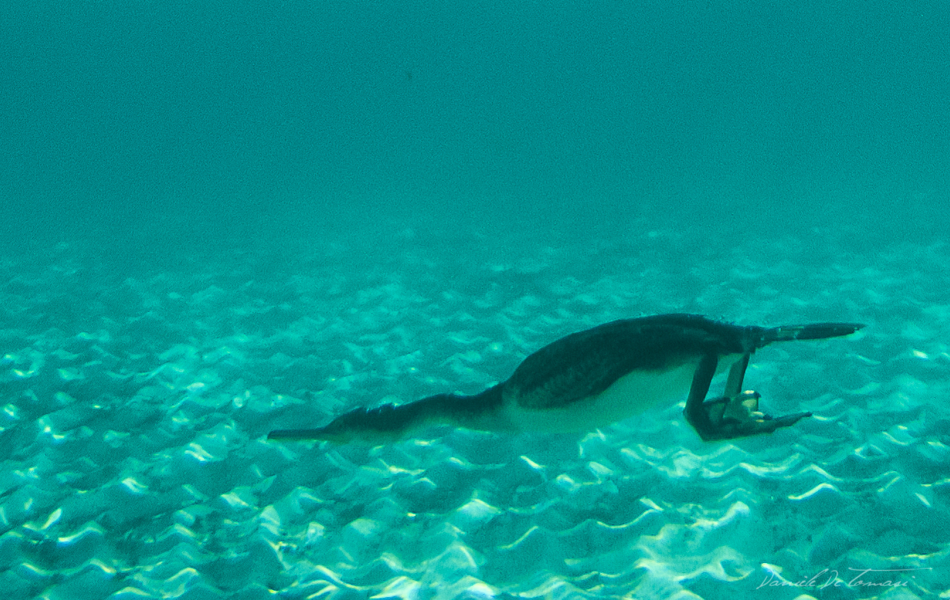 Cormorant hunting
