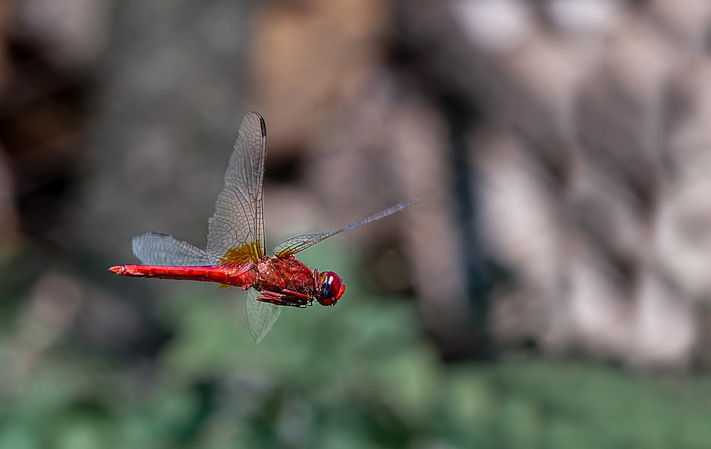 Cardinale Sanguineo in volo