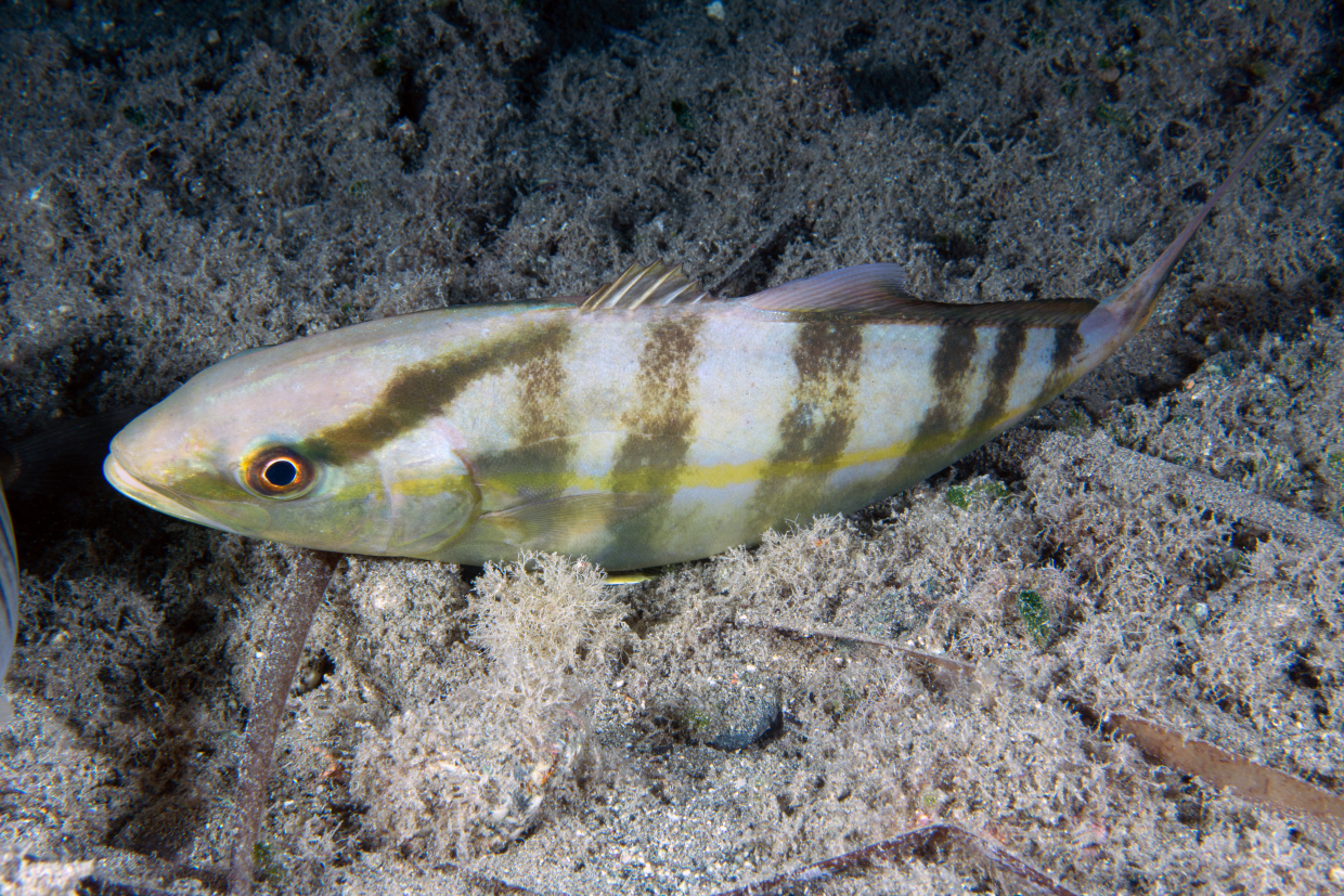 Amberjack - Bonassola Sp