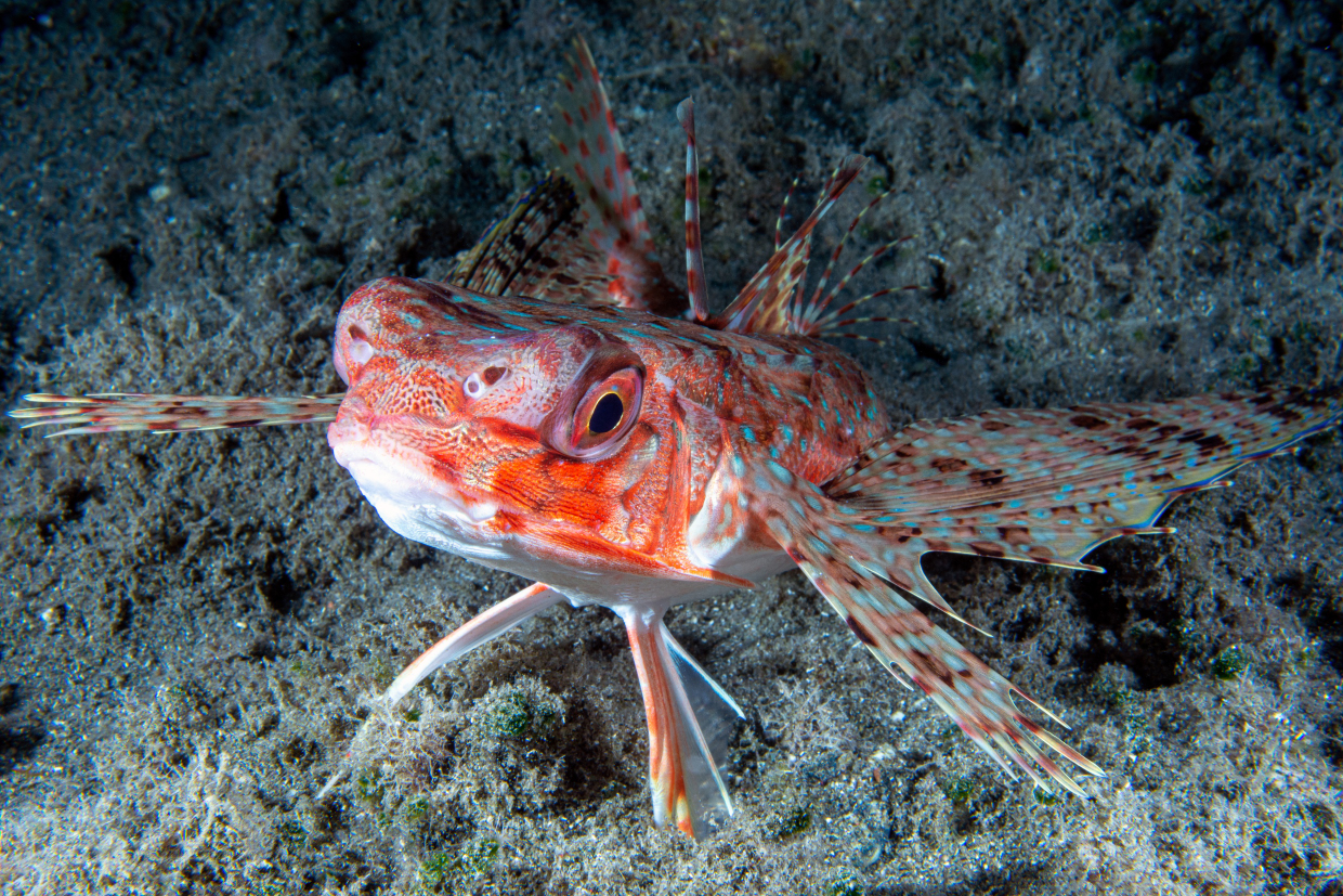 Civetta- Bonassola Sp
