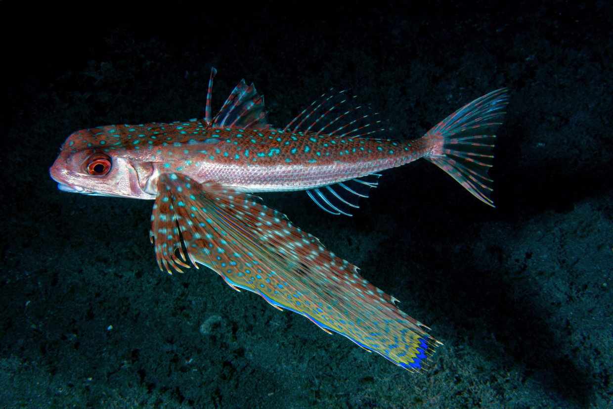 Civetta - Bonassola Sp